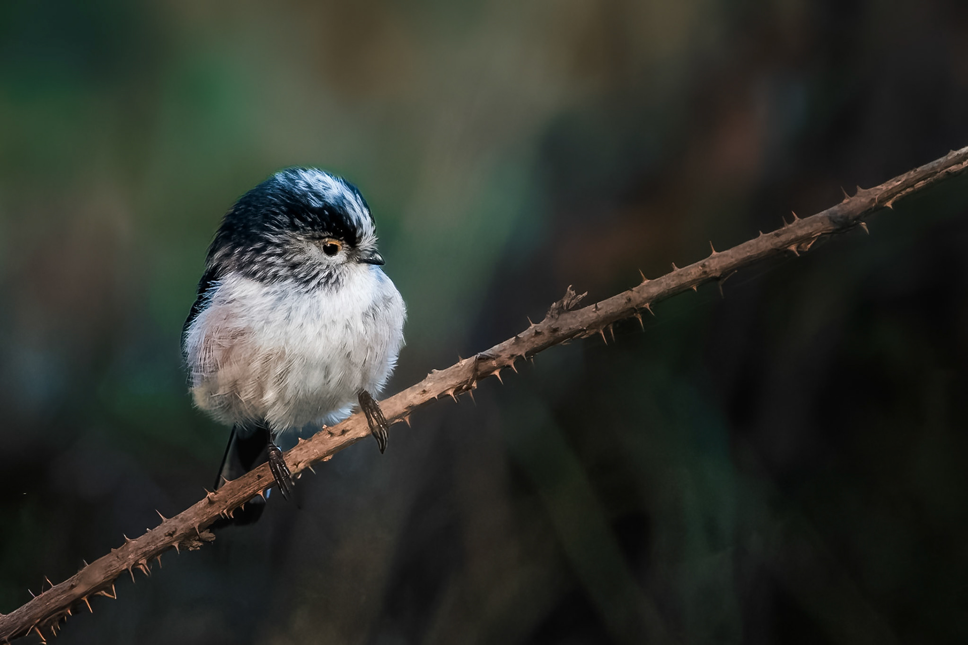 Long Tail Tit