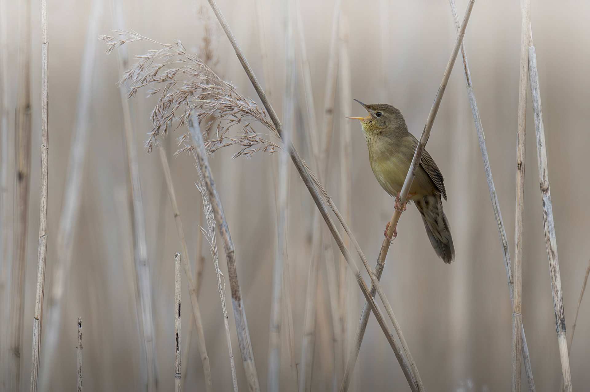 Grasshopper Warbler