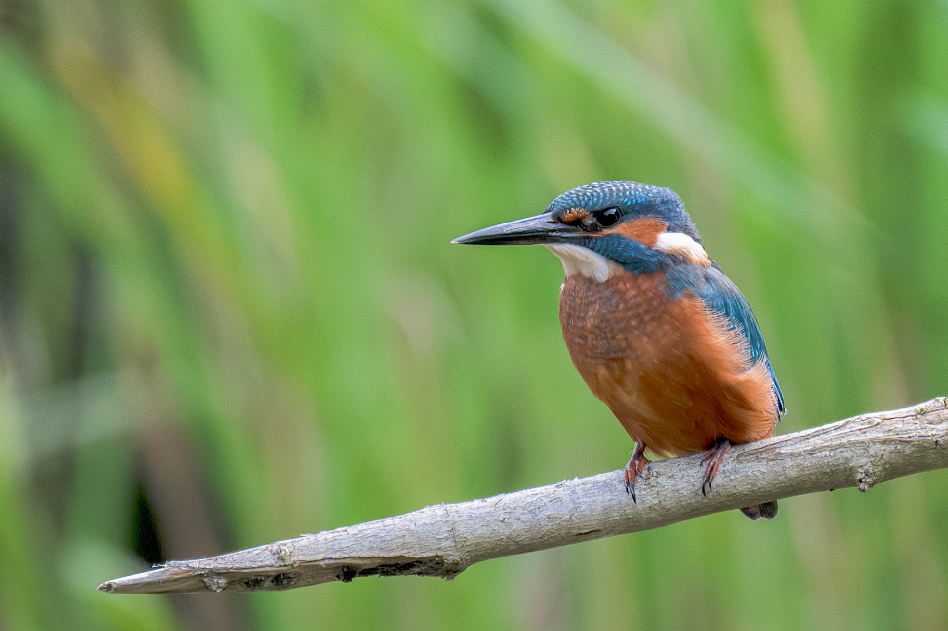 Kingfisher