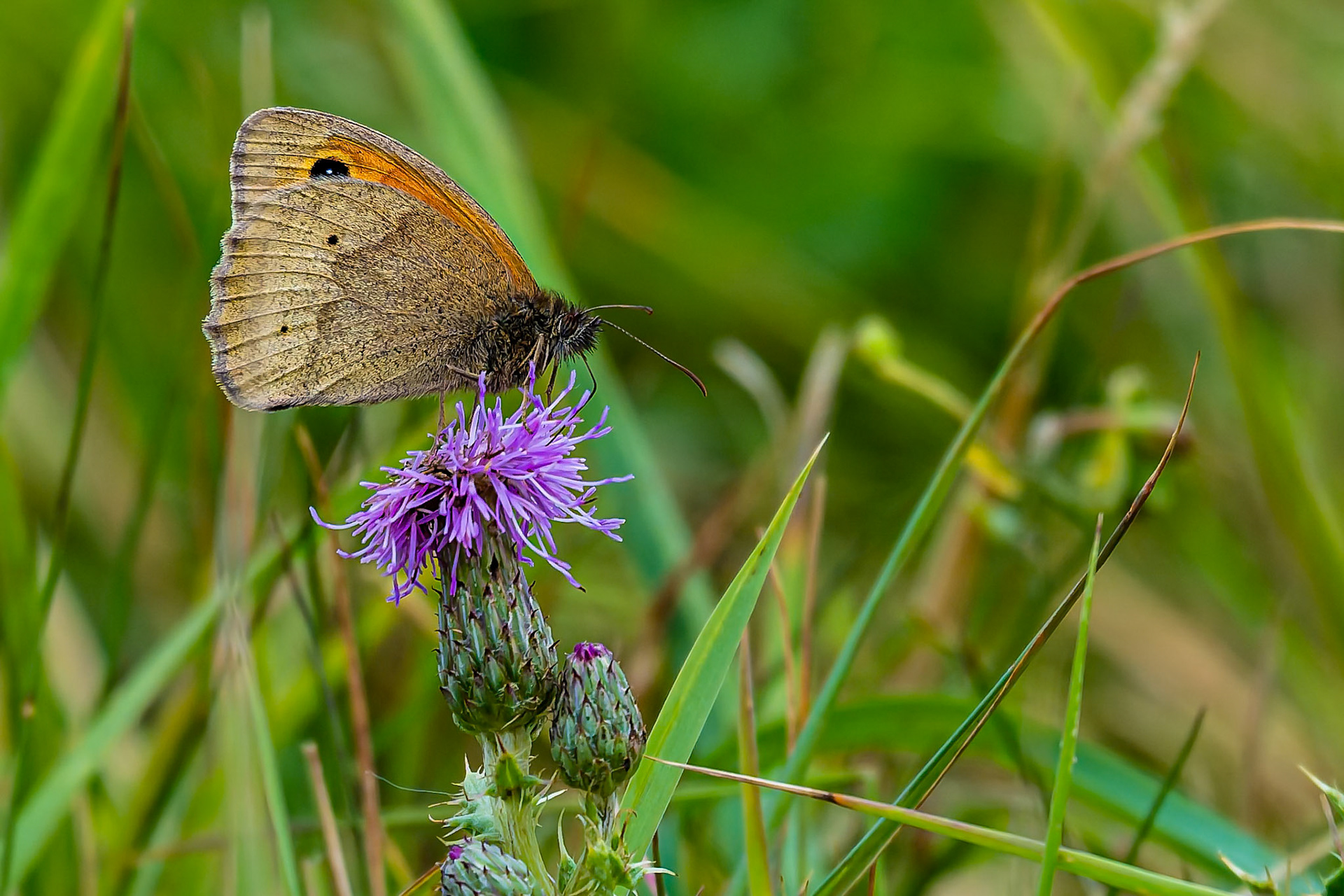 Small Heath Butterfly