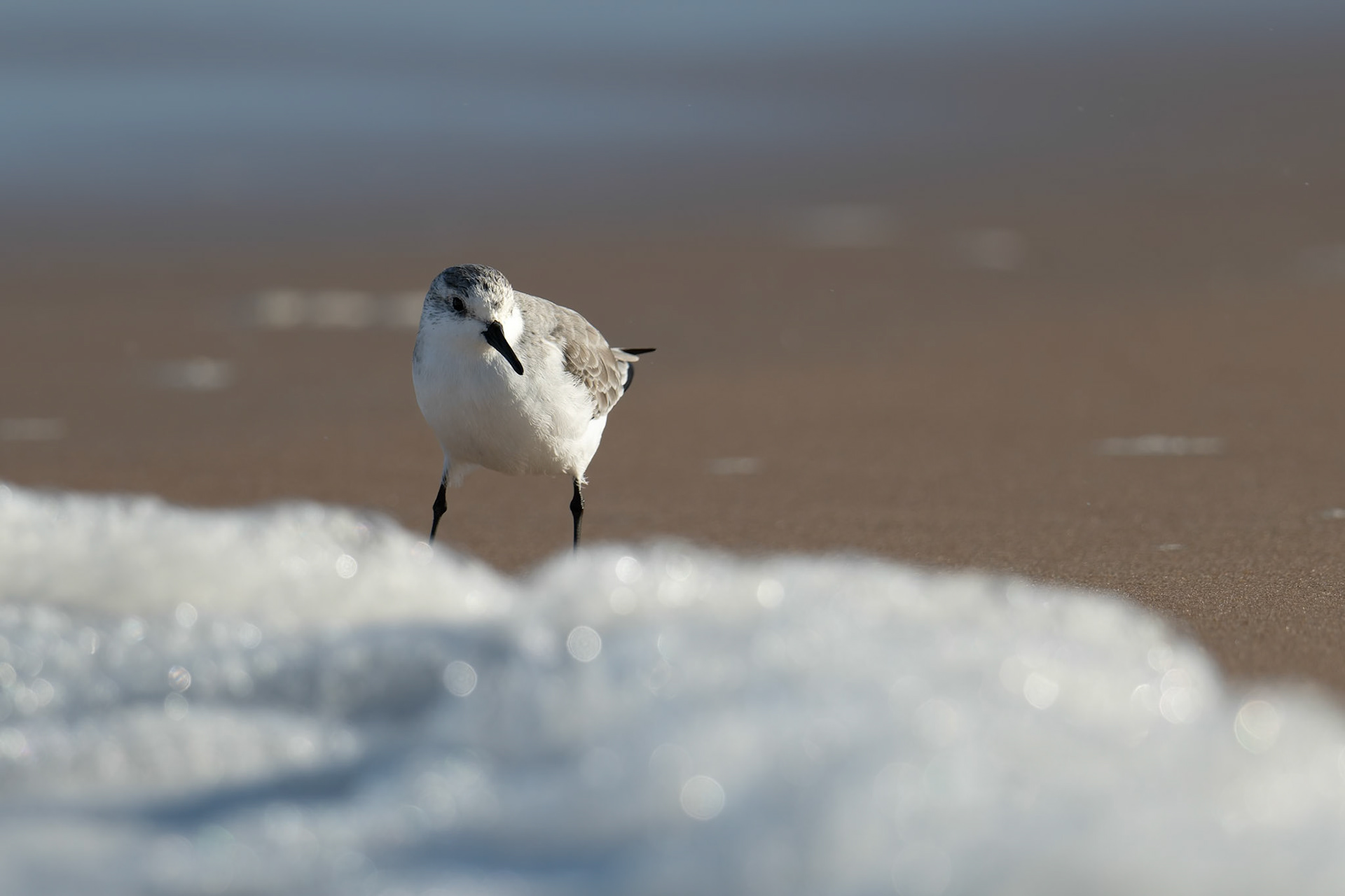 Sanderling (Winter Plumage)