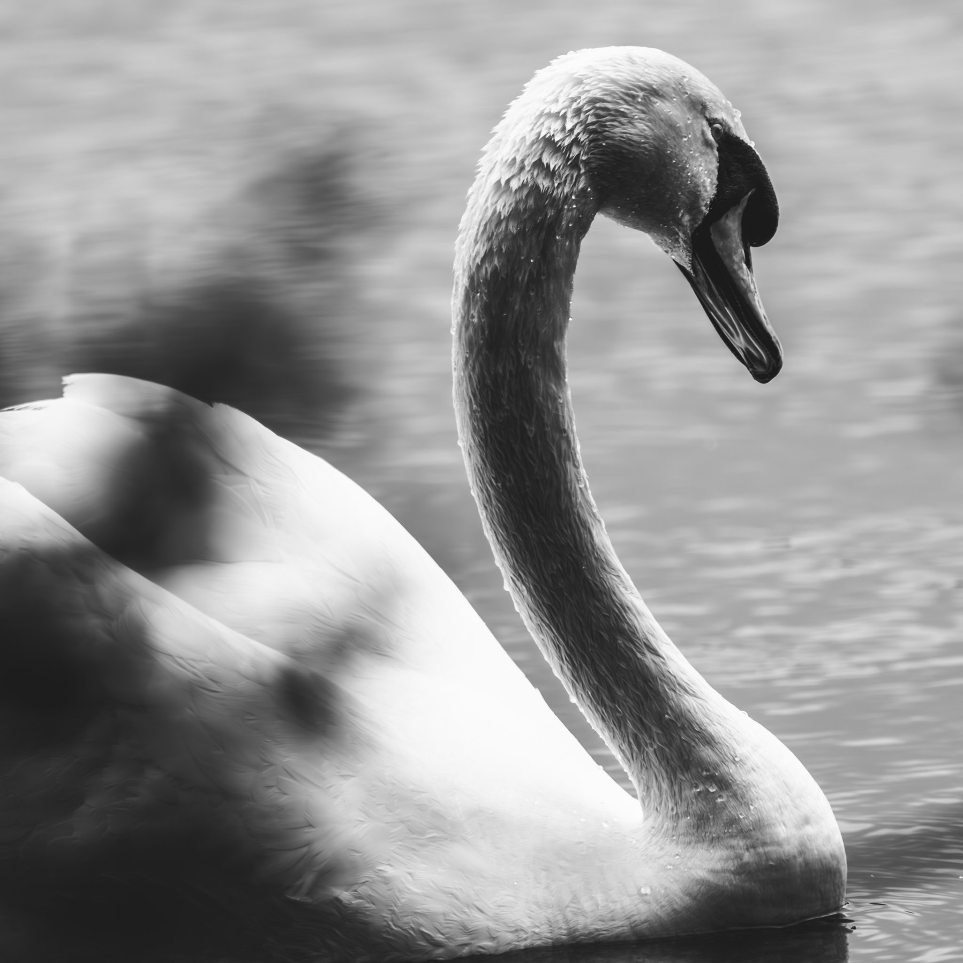 Swan