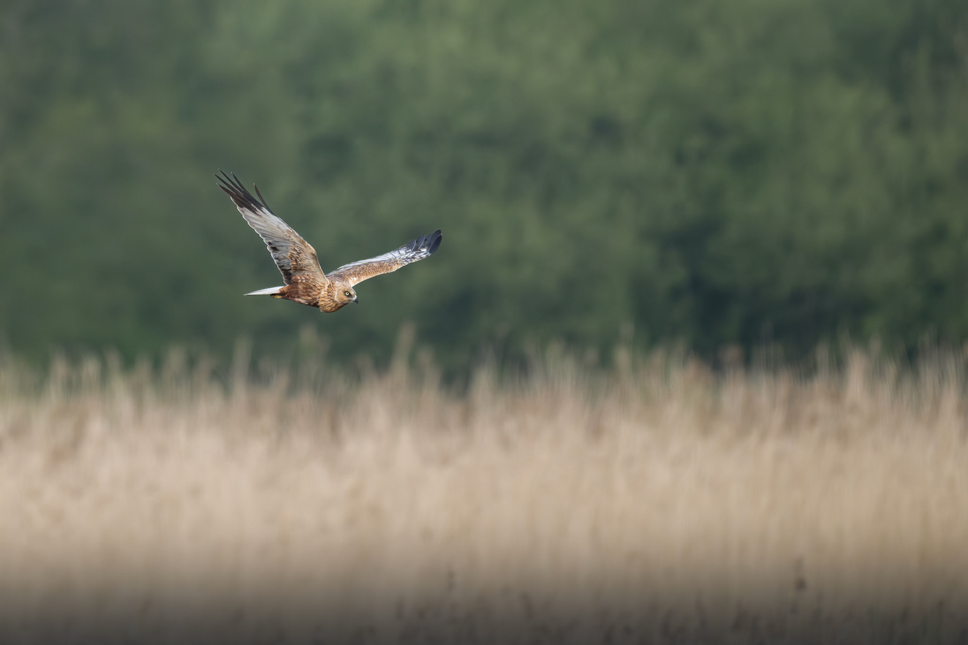 Marsh Harrier