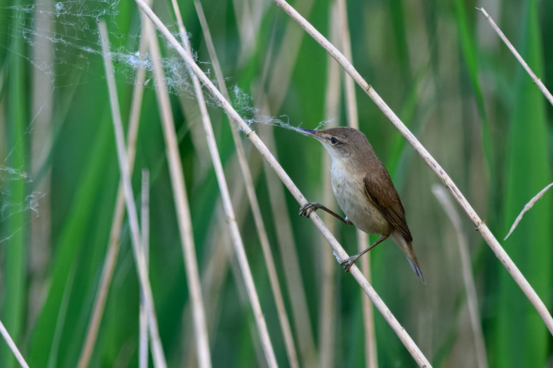 Reed Warbler