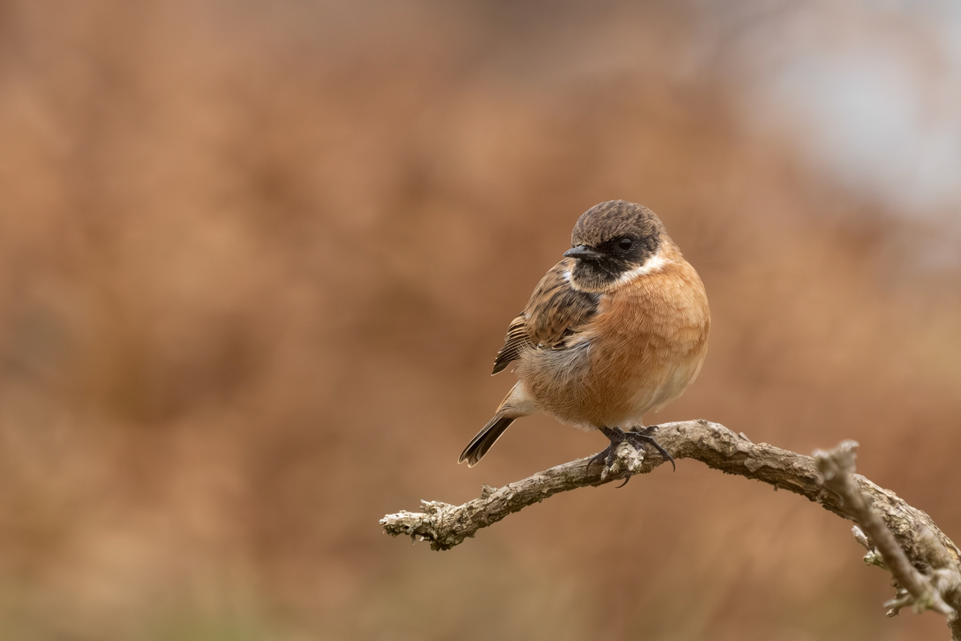 Stonechat