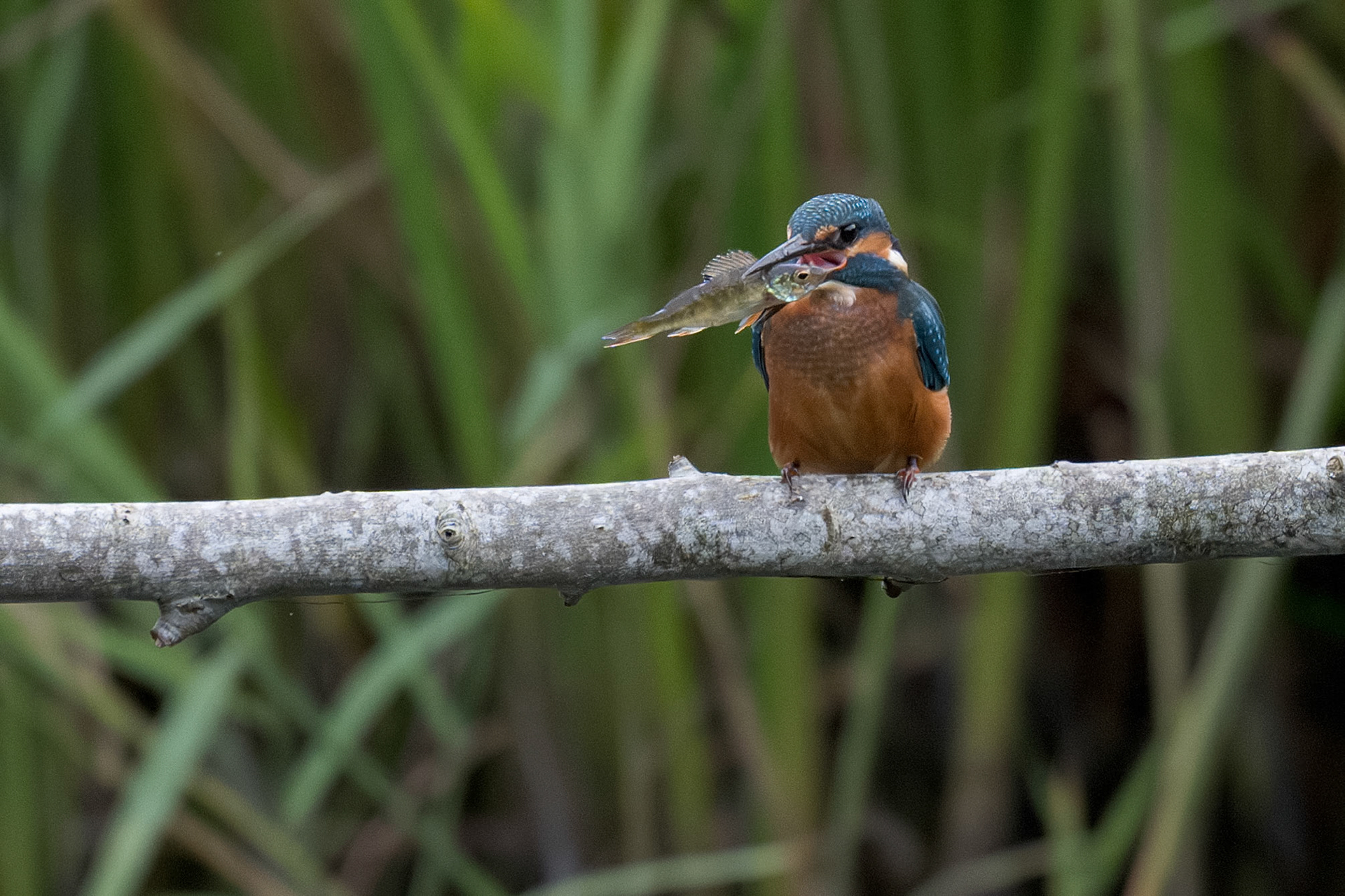 Kingfisher