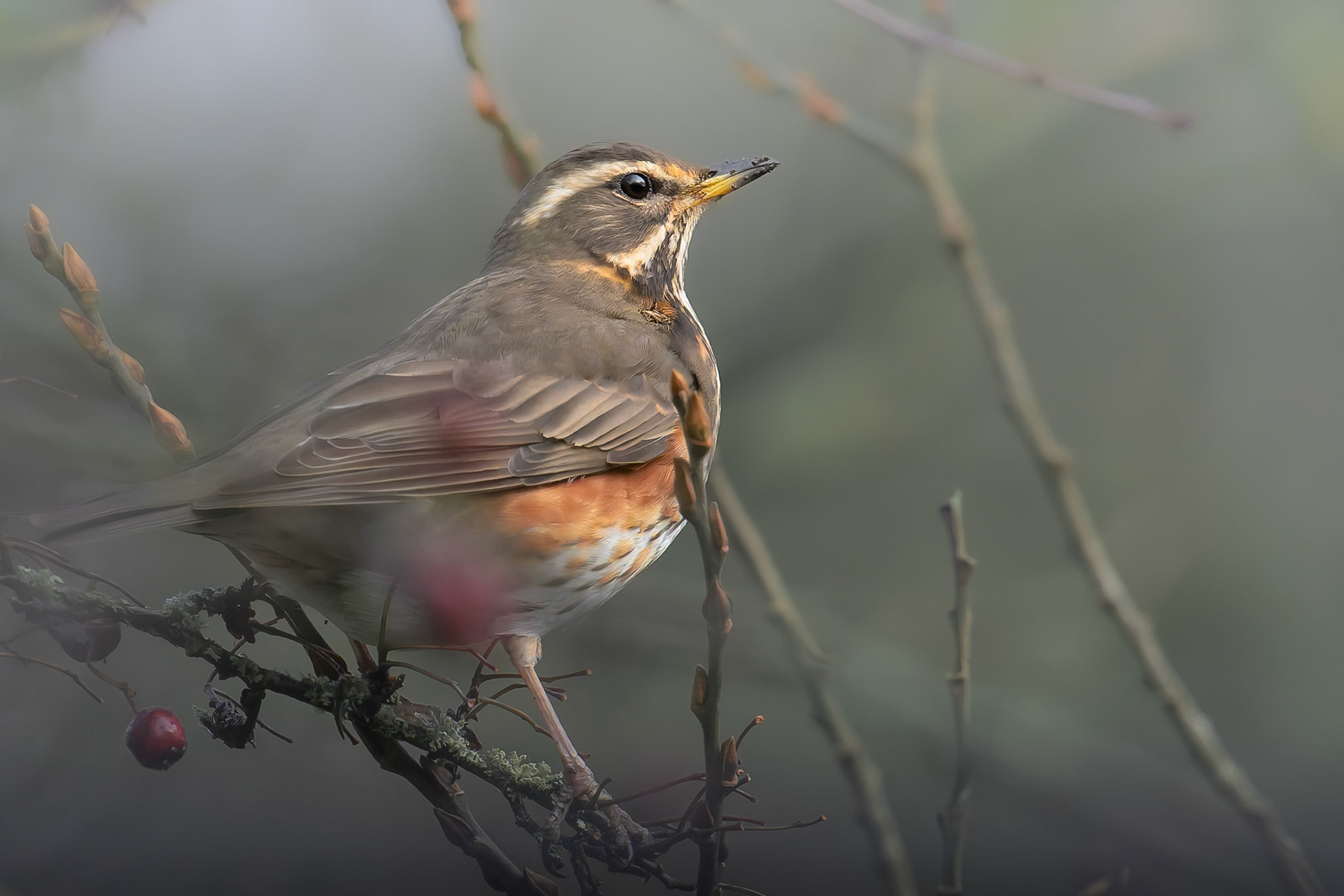 Redwing