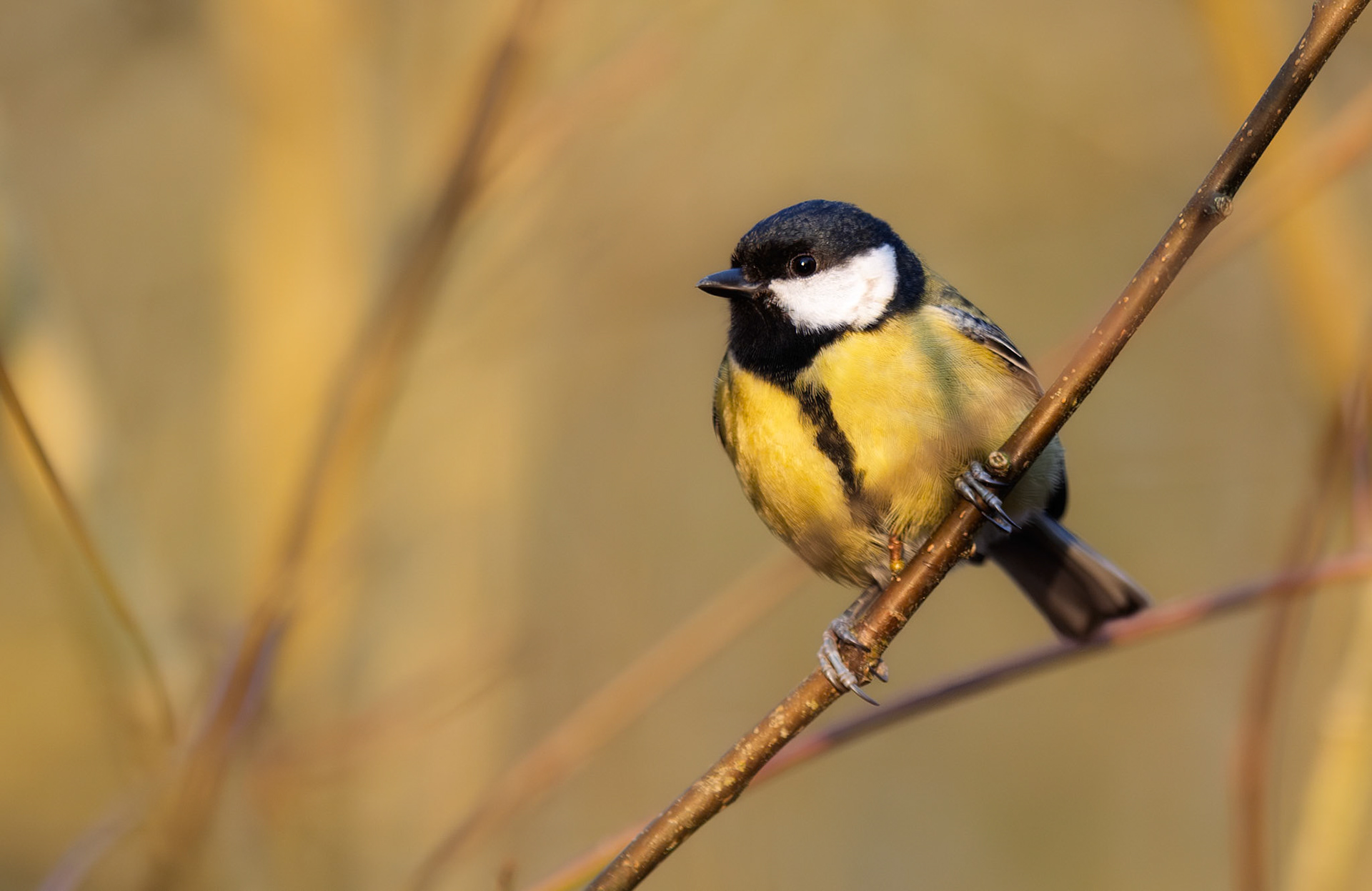 Great Tit