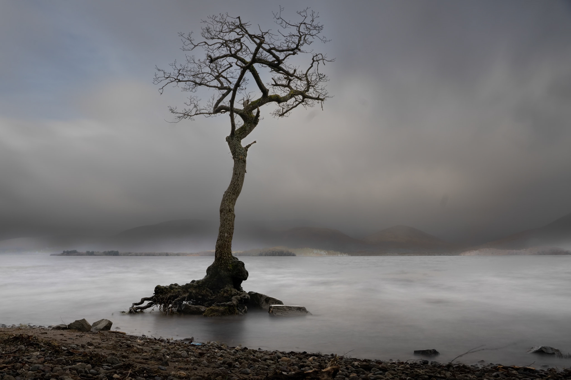 Tree at Milarrochy