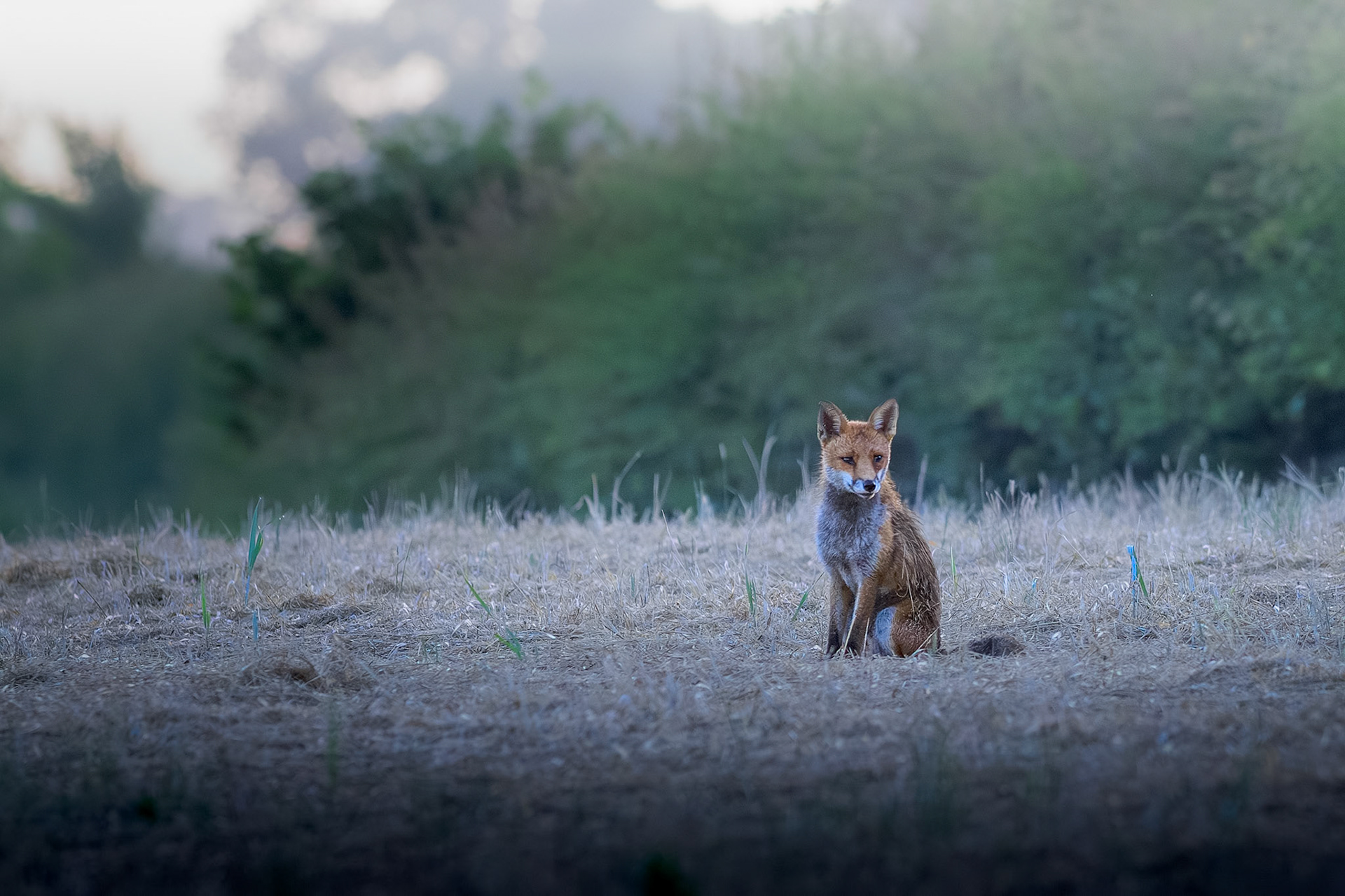 Red Fox Cub