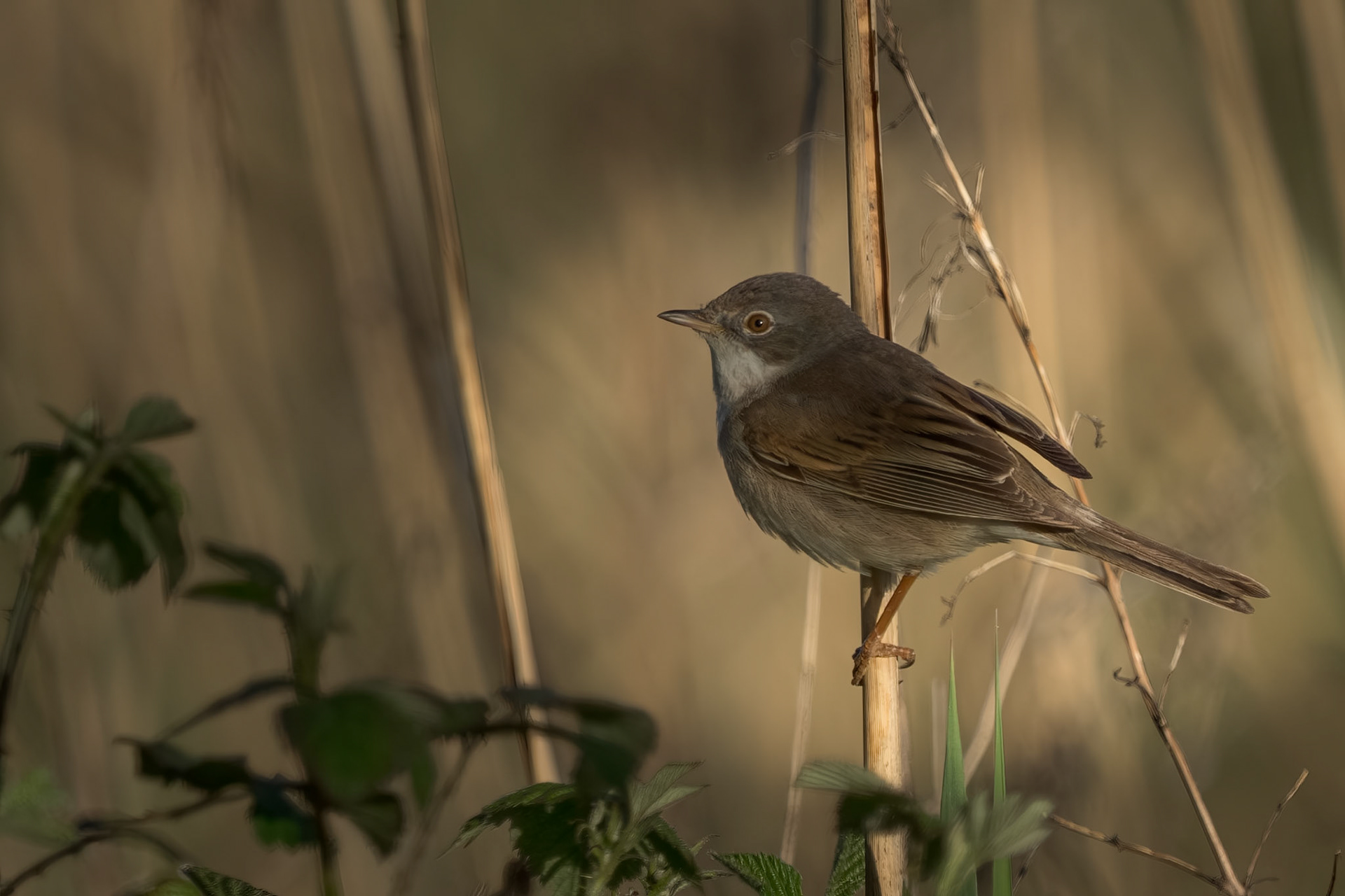 Whitethroat