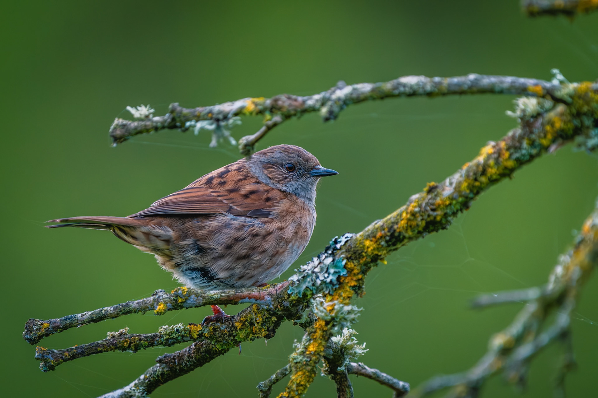 Dunnock
