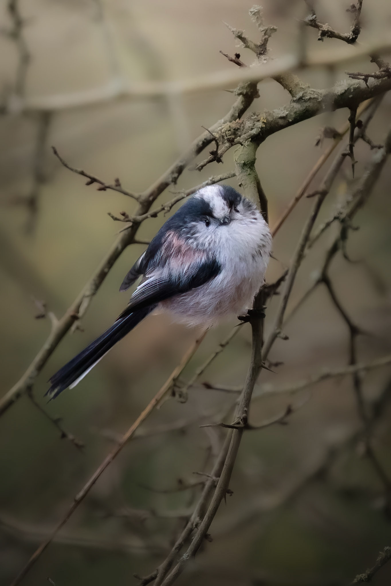 Long Tail Tit