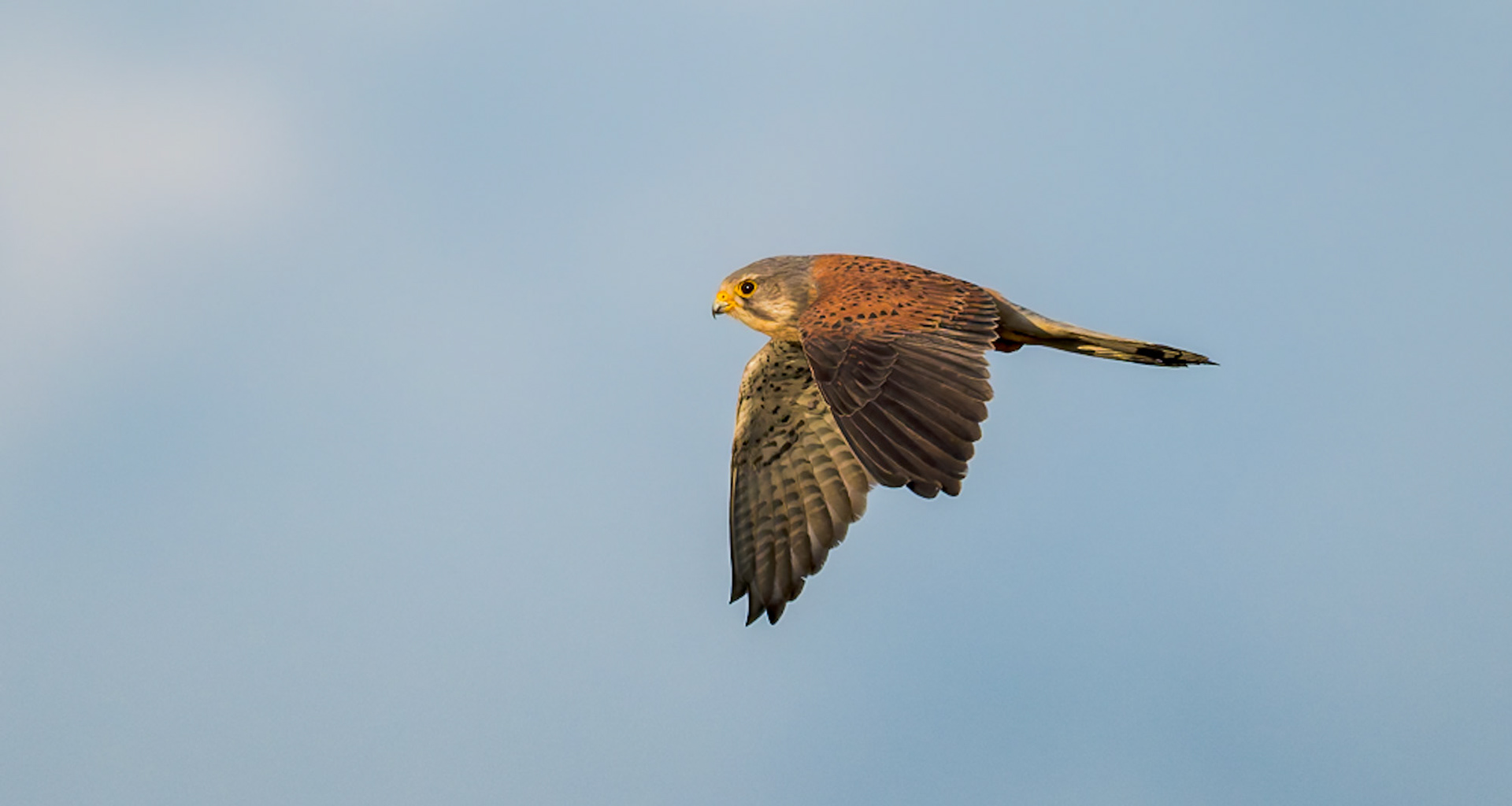 Kestrel