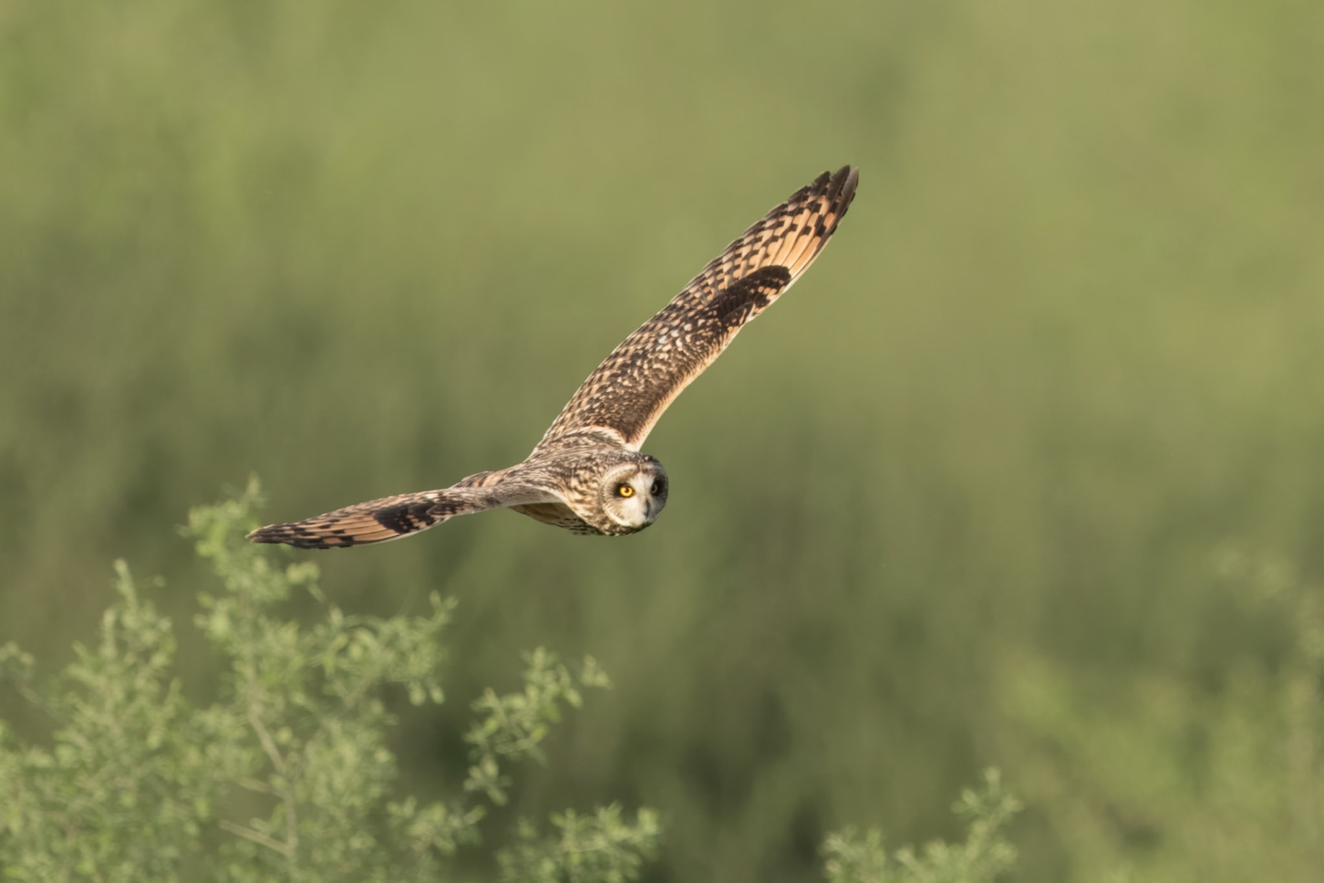 Short Eared Owl