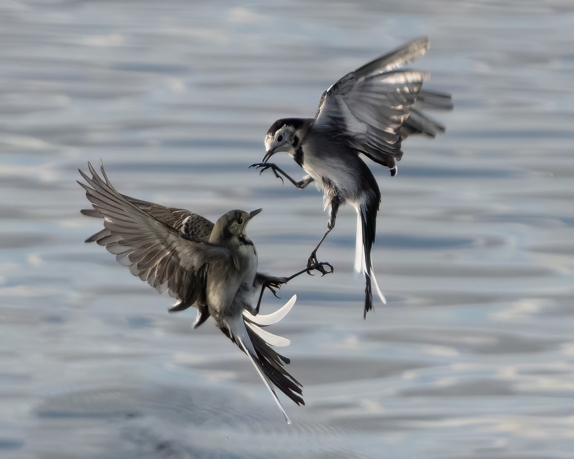 Wagtails at war