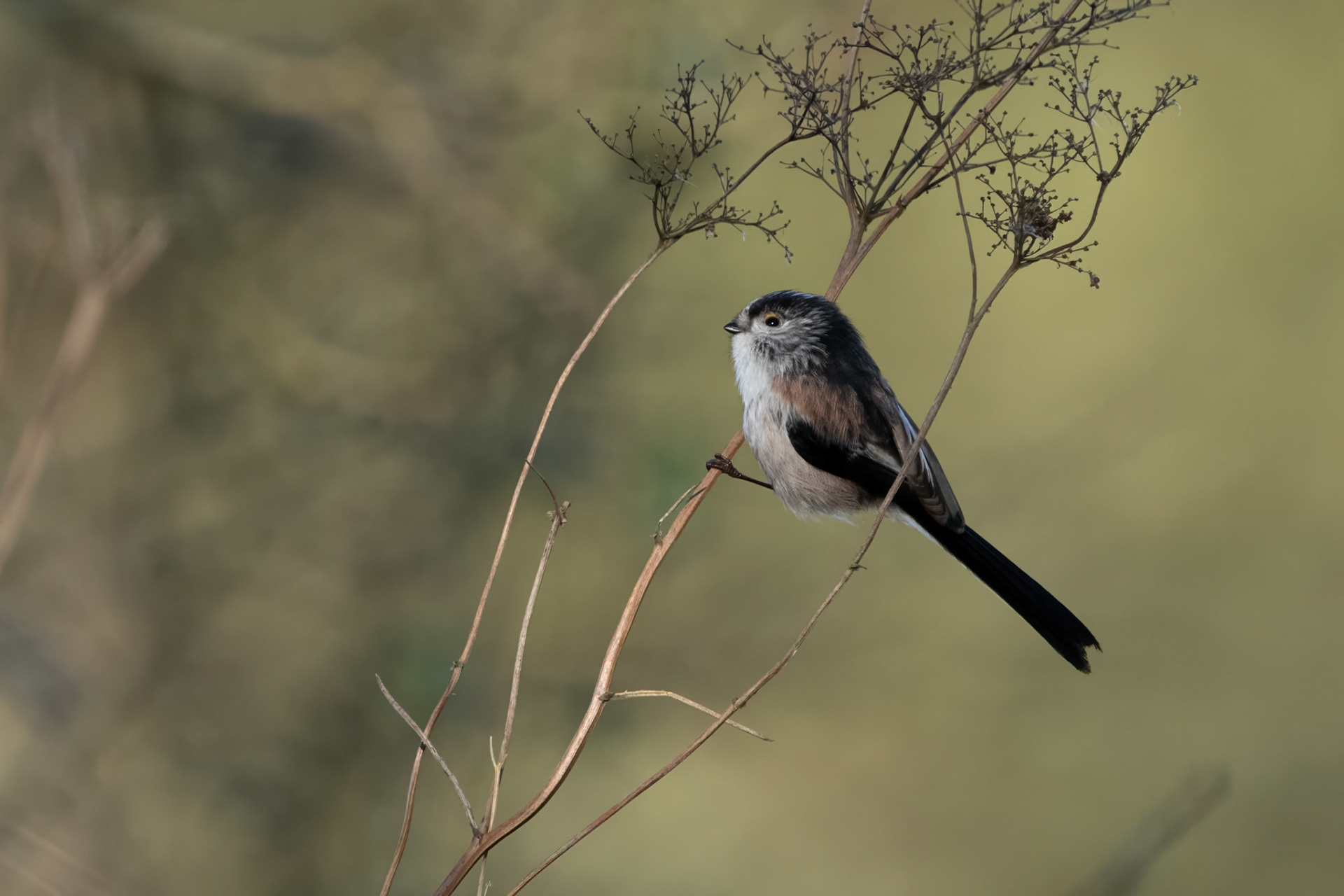 Long Tail Tit