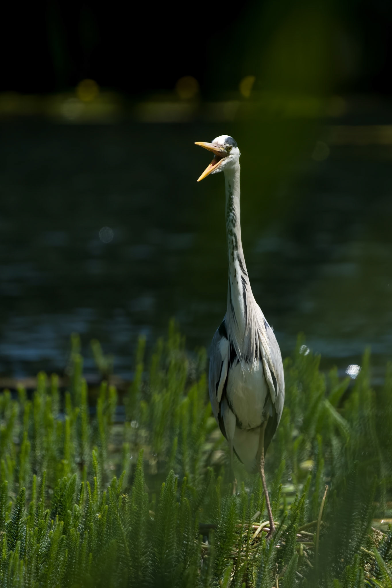 Grey Heron