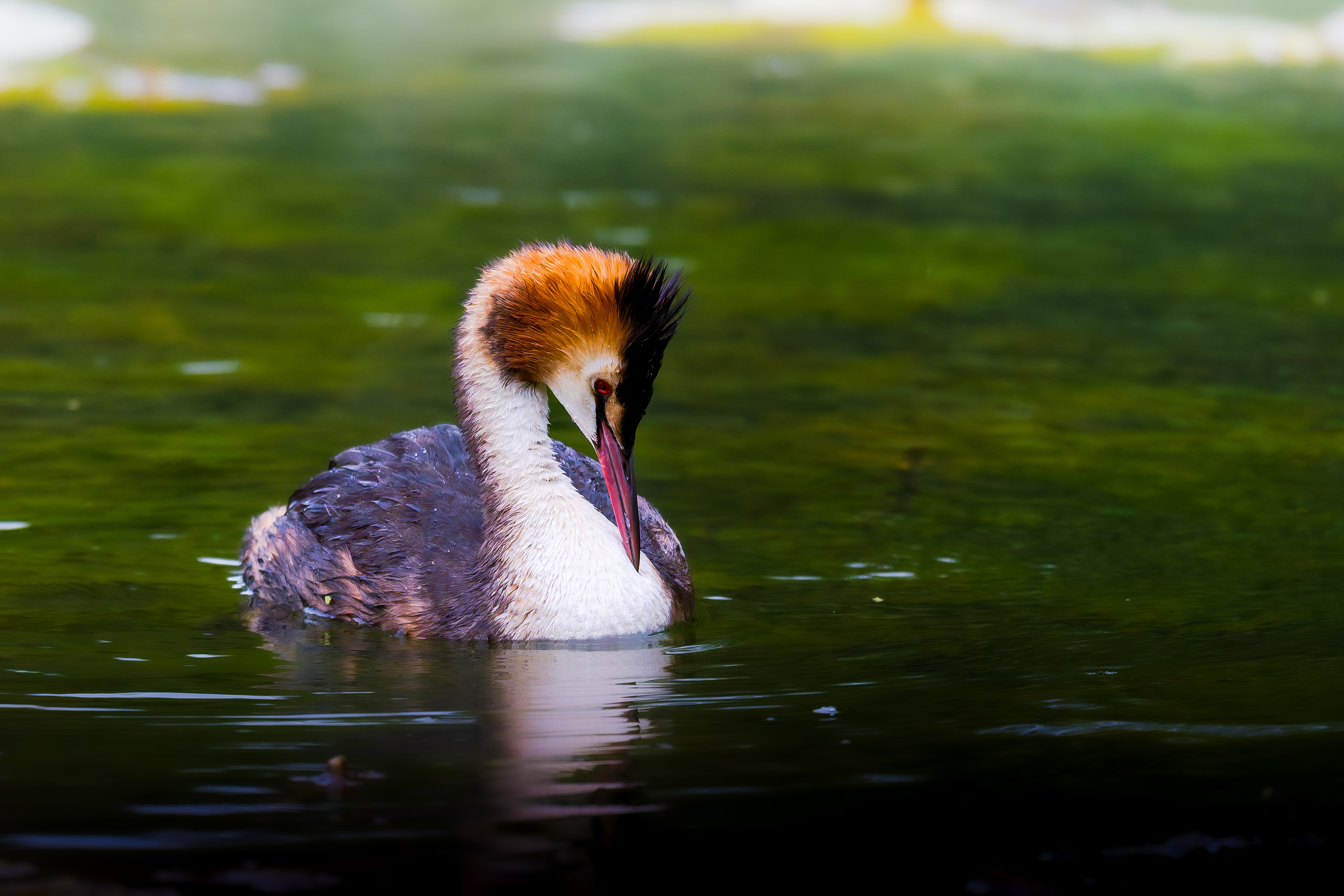 Great Crested Grebe
