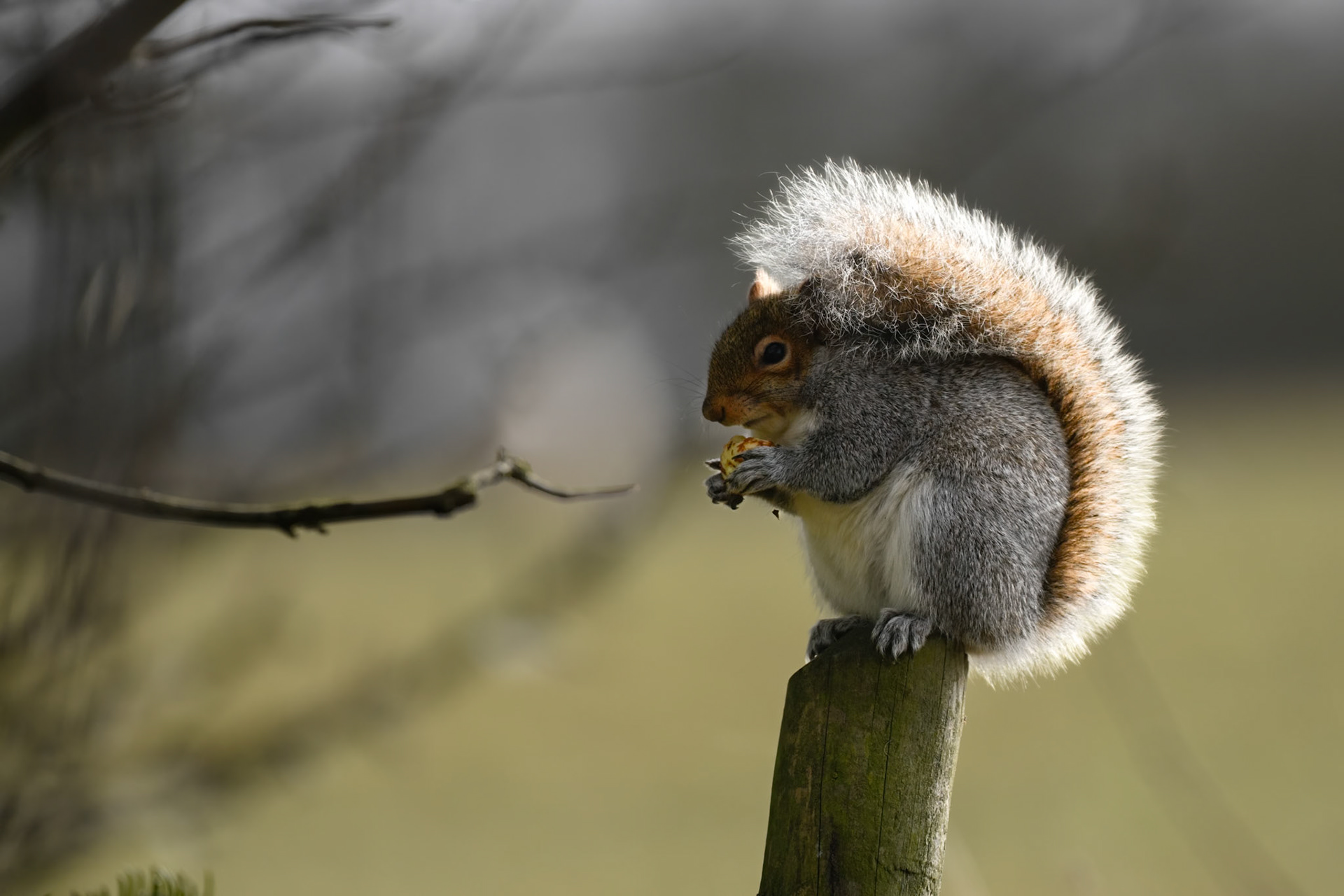 Grey Squirrel