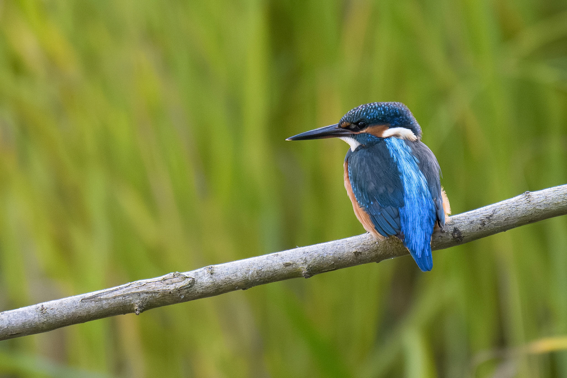 Kingfisher