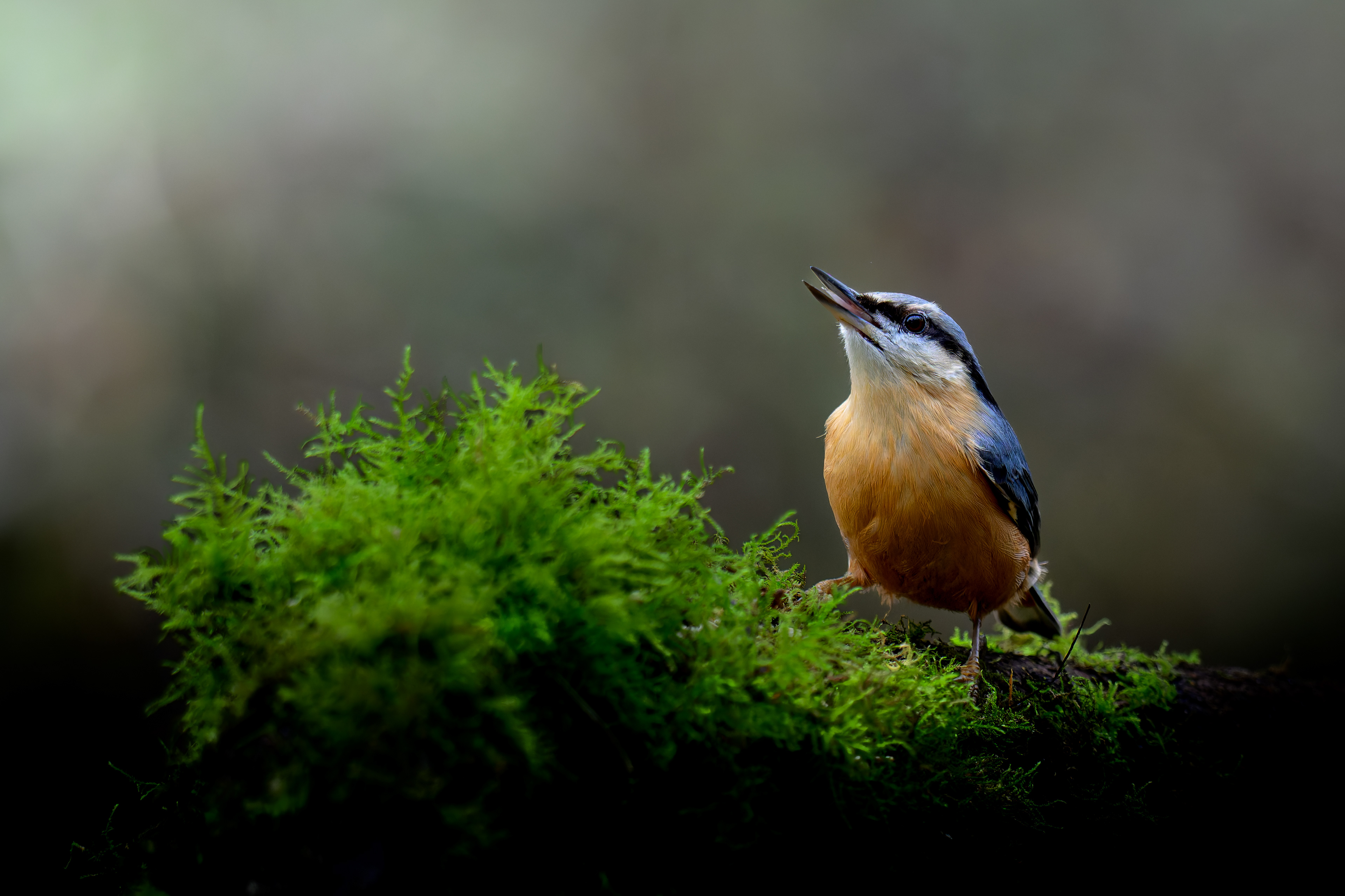 Nuthatch