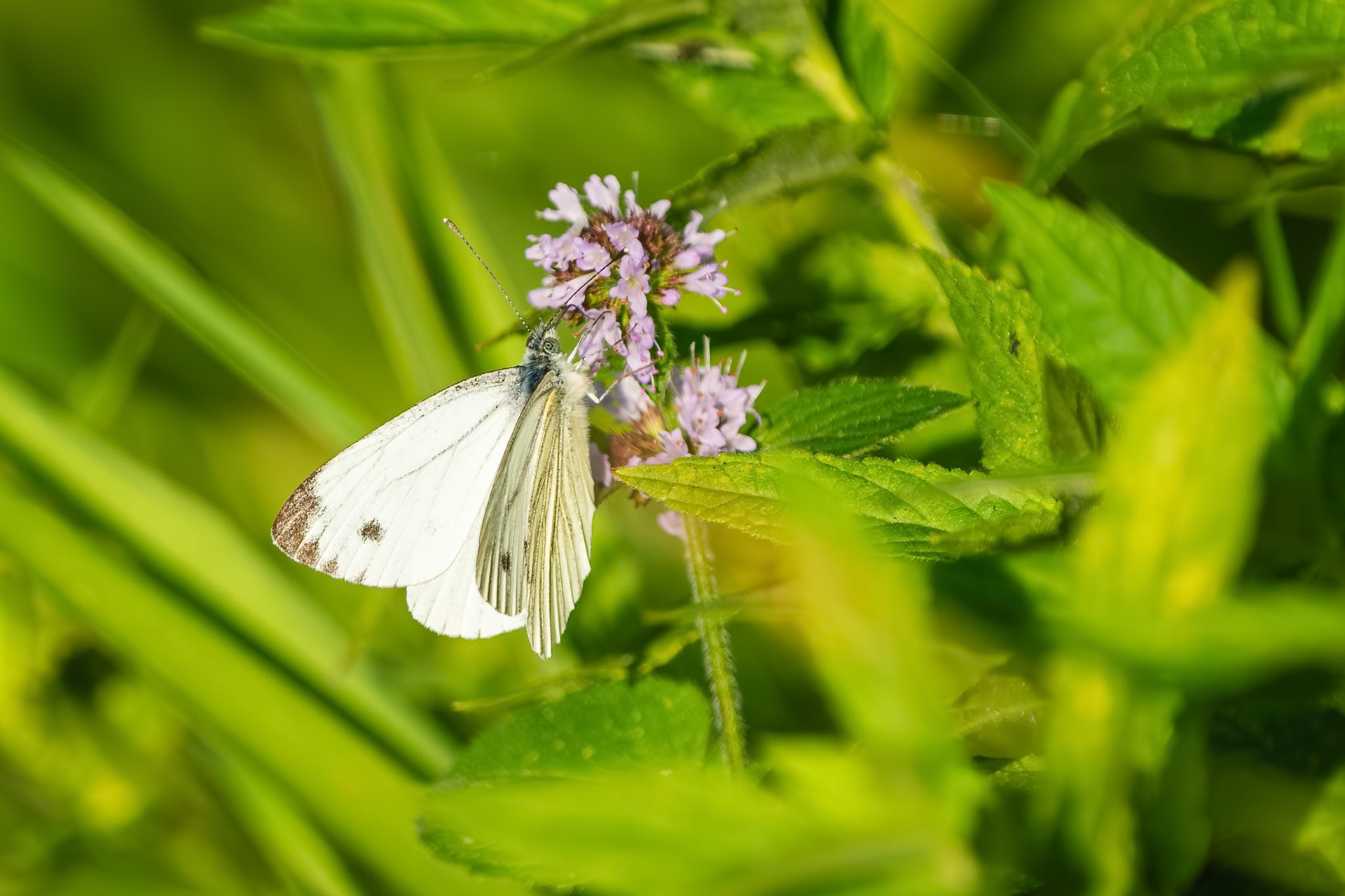 White Butterfly