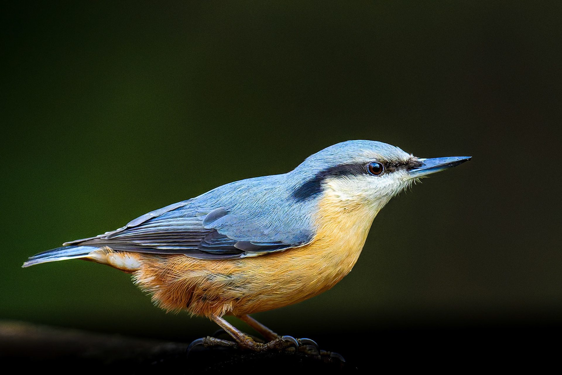 Nuthatch