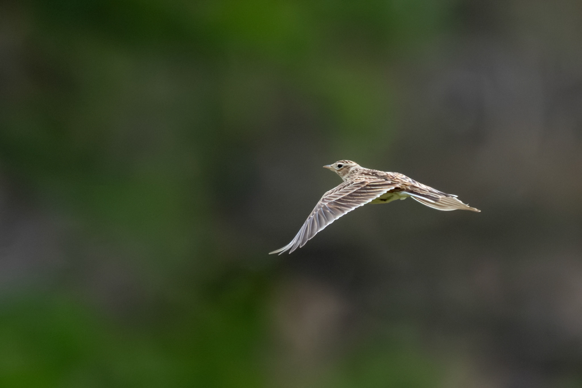Skylark