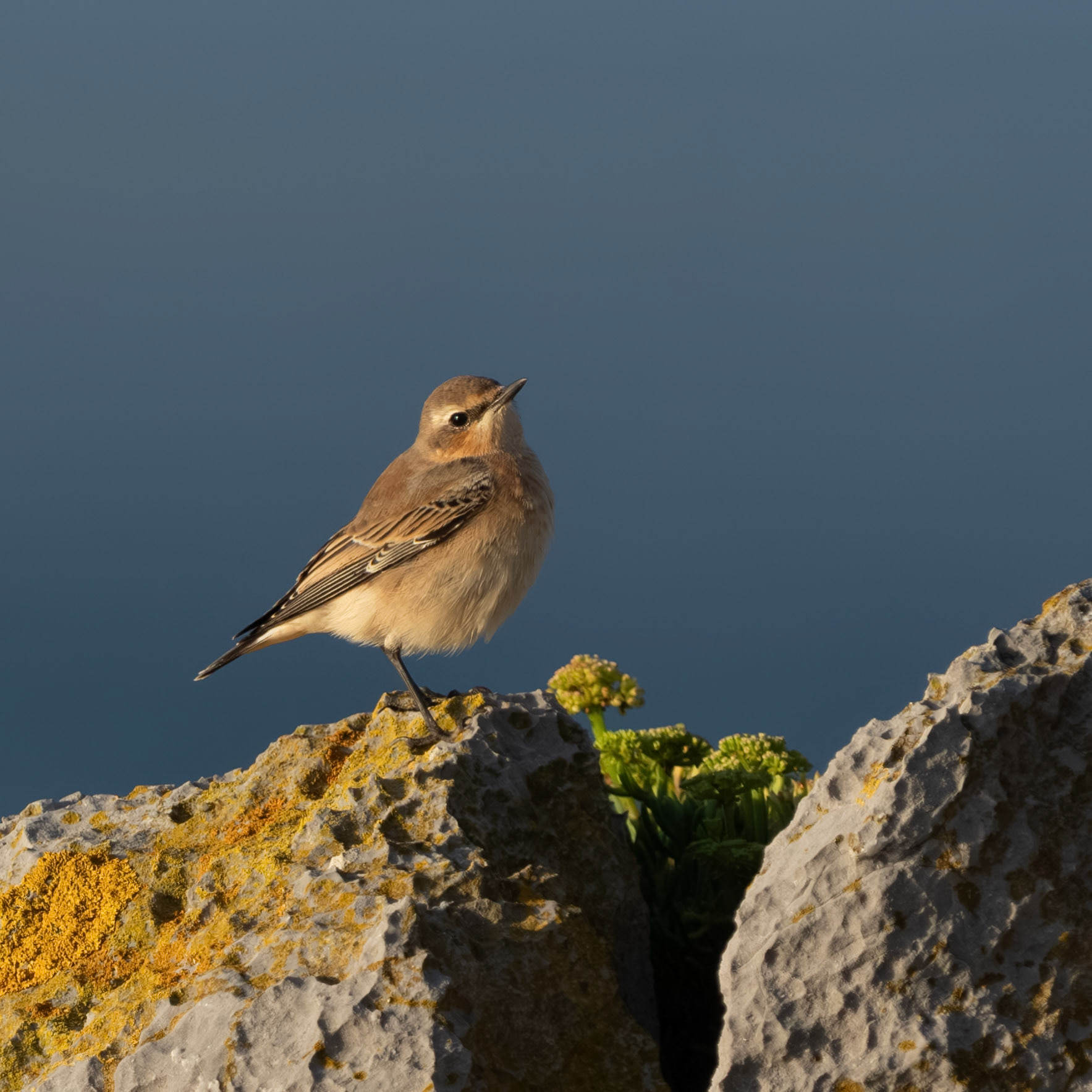 Wheatear