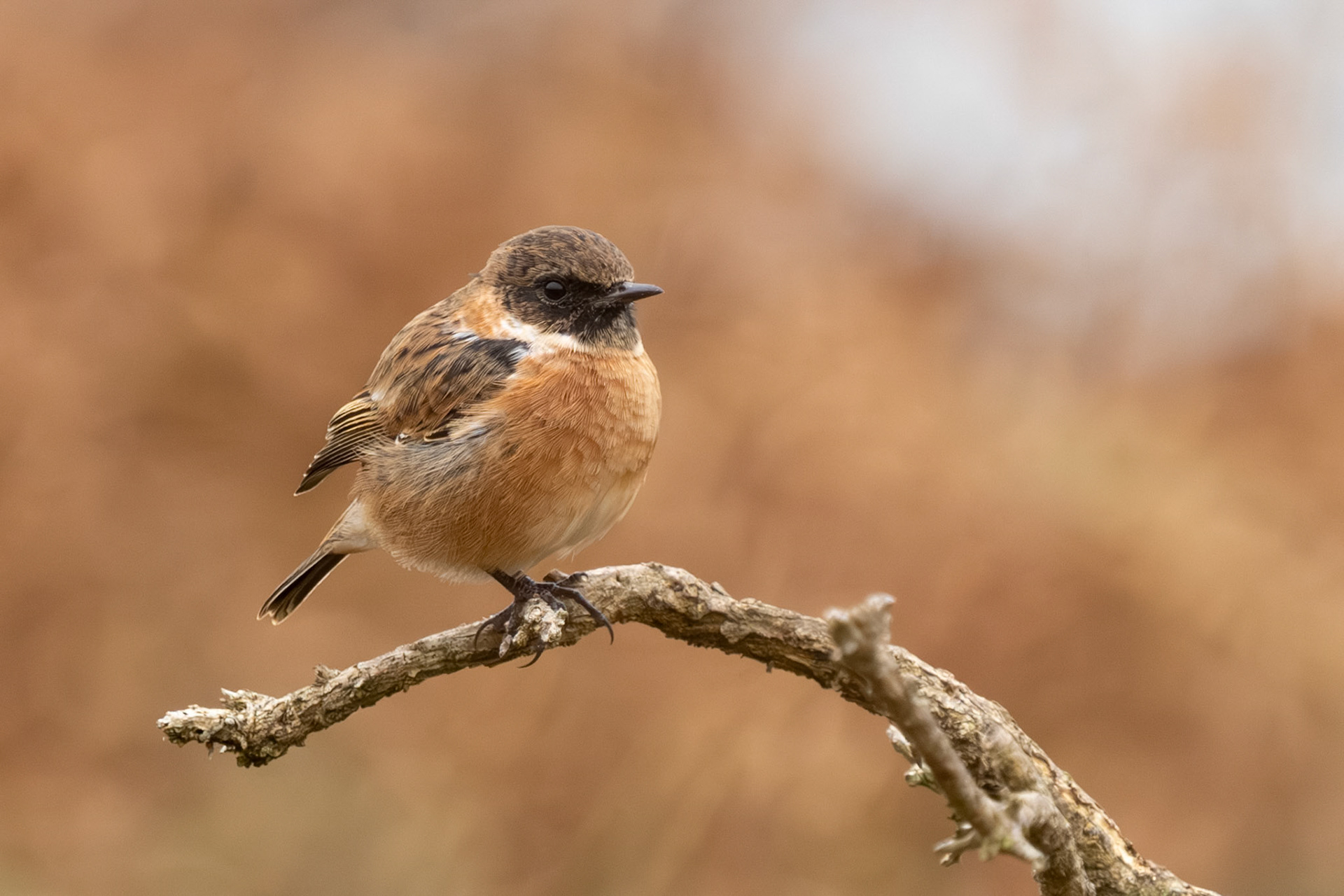 Stonechat