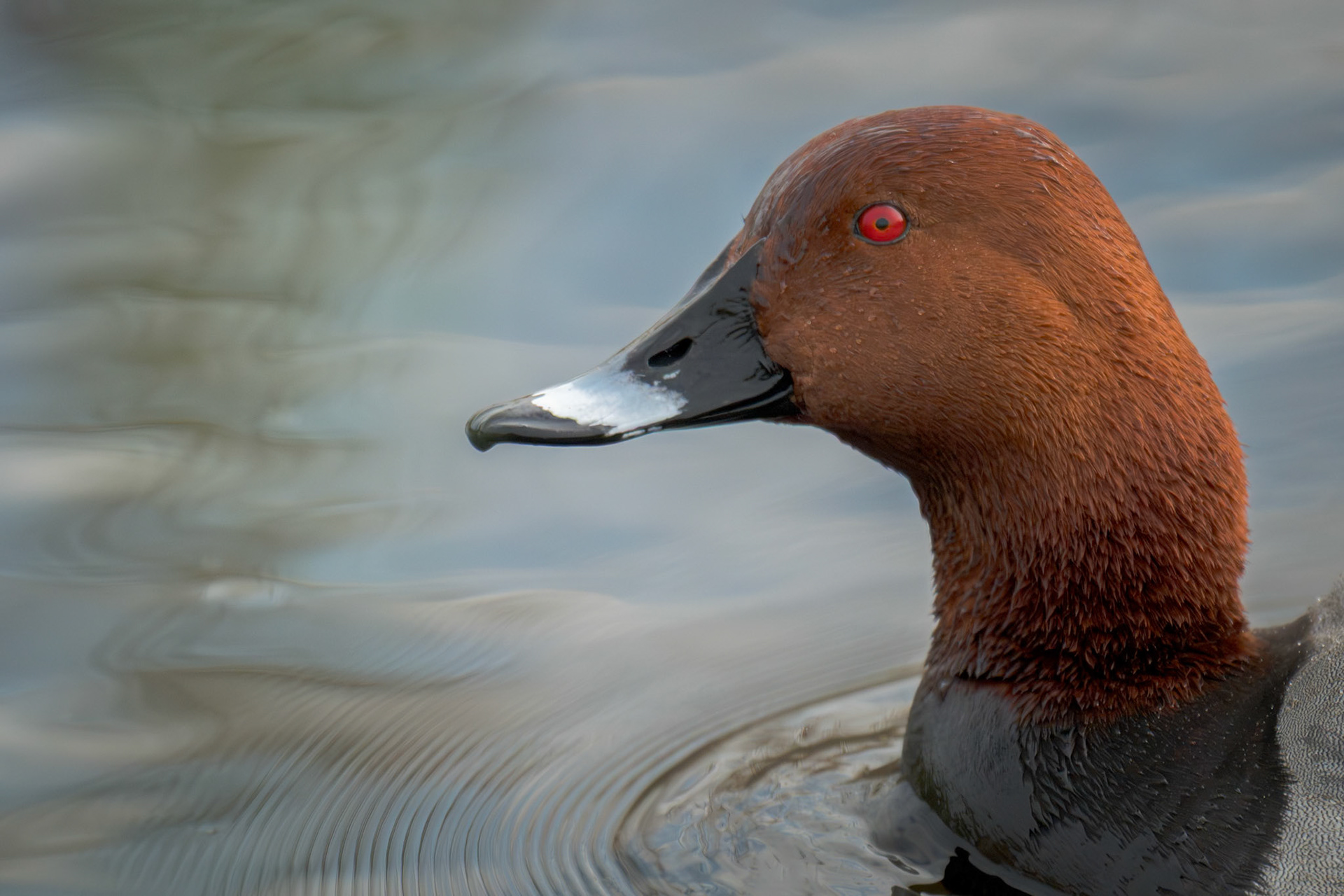 Pochard