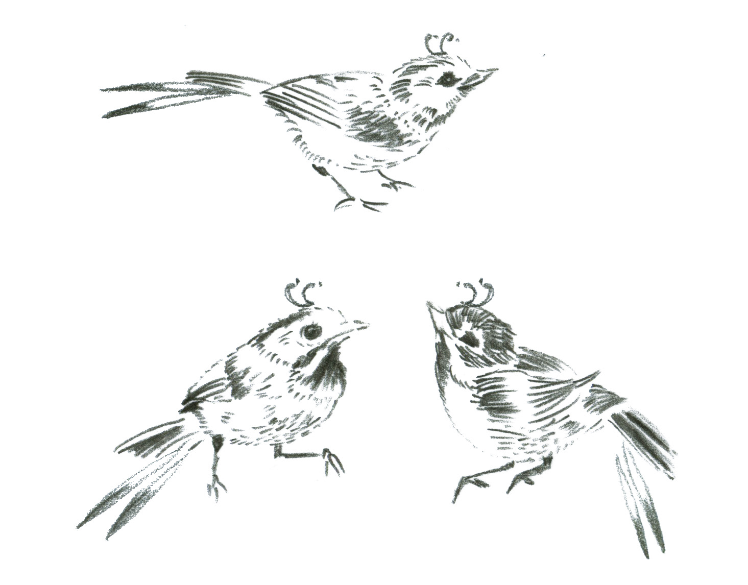 Floozie bird sketches