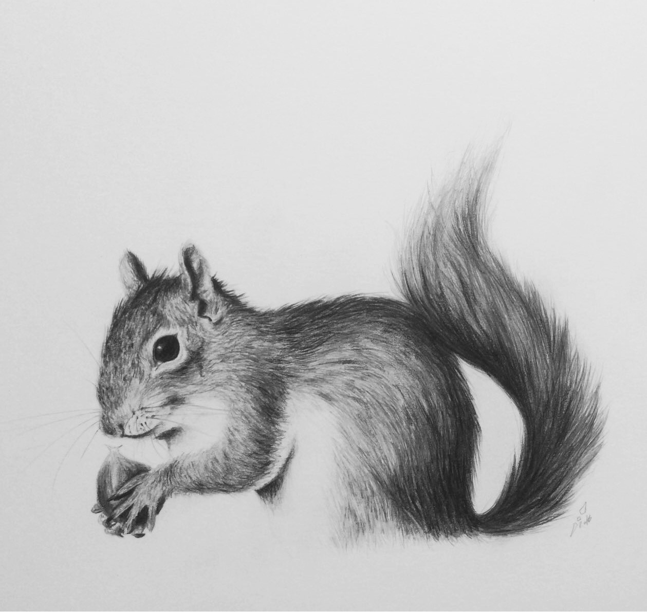 squirrel portrait