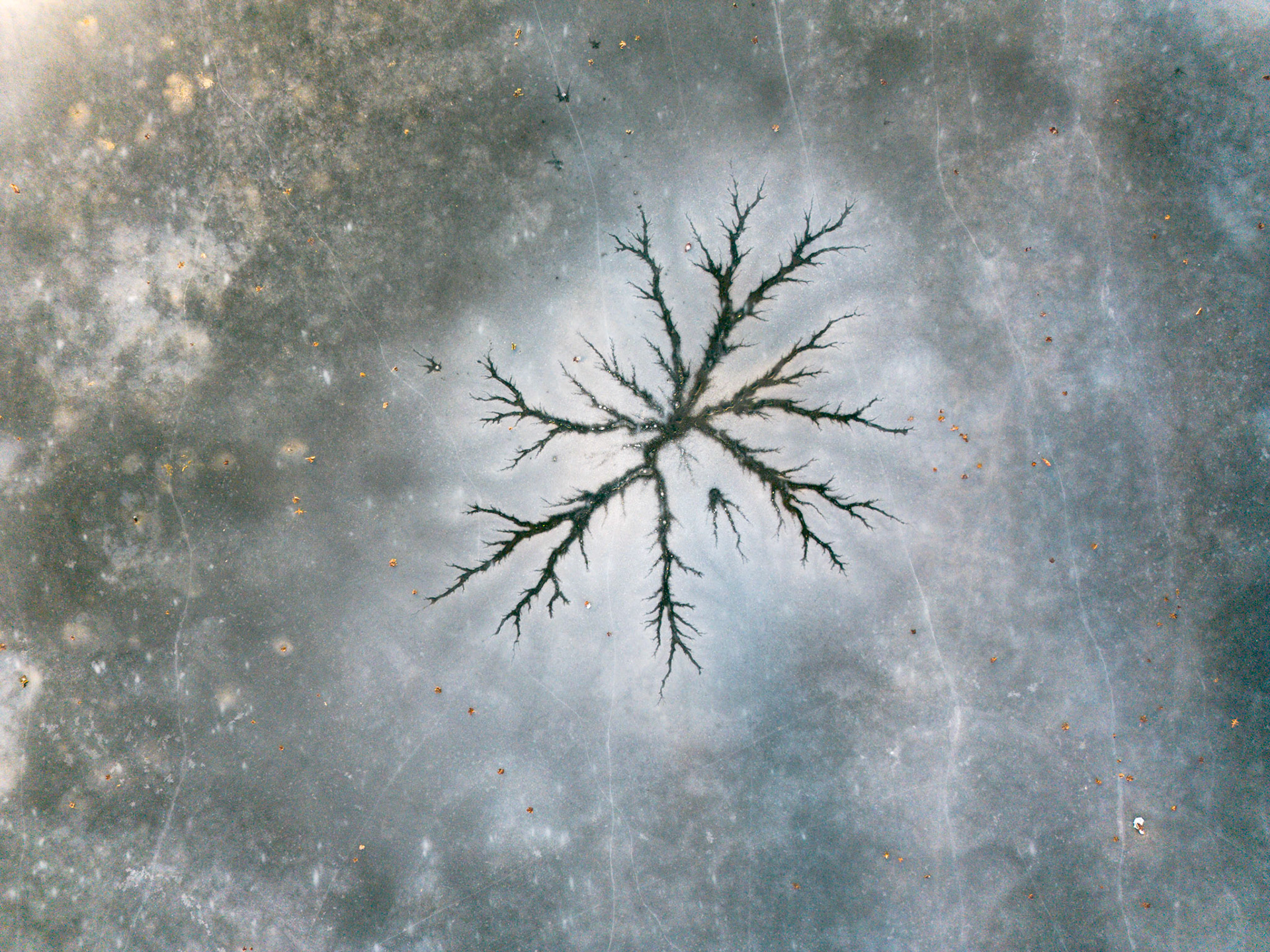 Ice cracks mirror tree roots