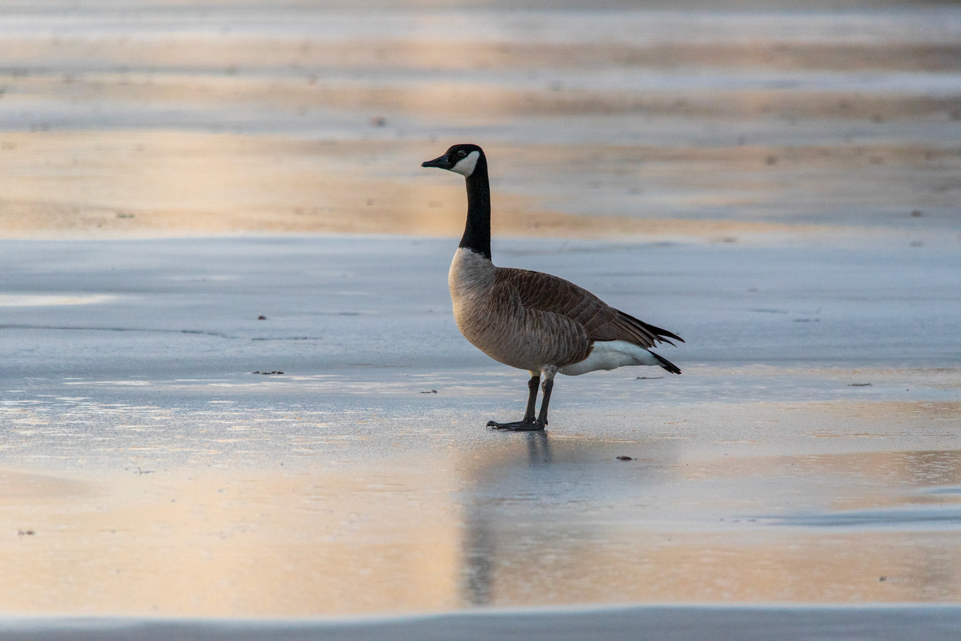Canadian Goose standing on frozen water at sunrise.