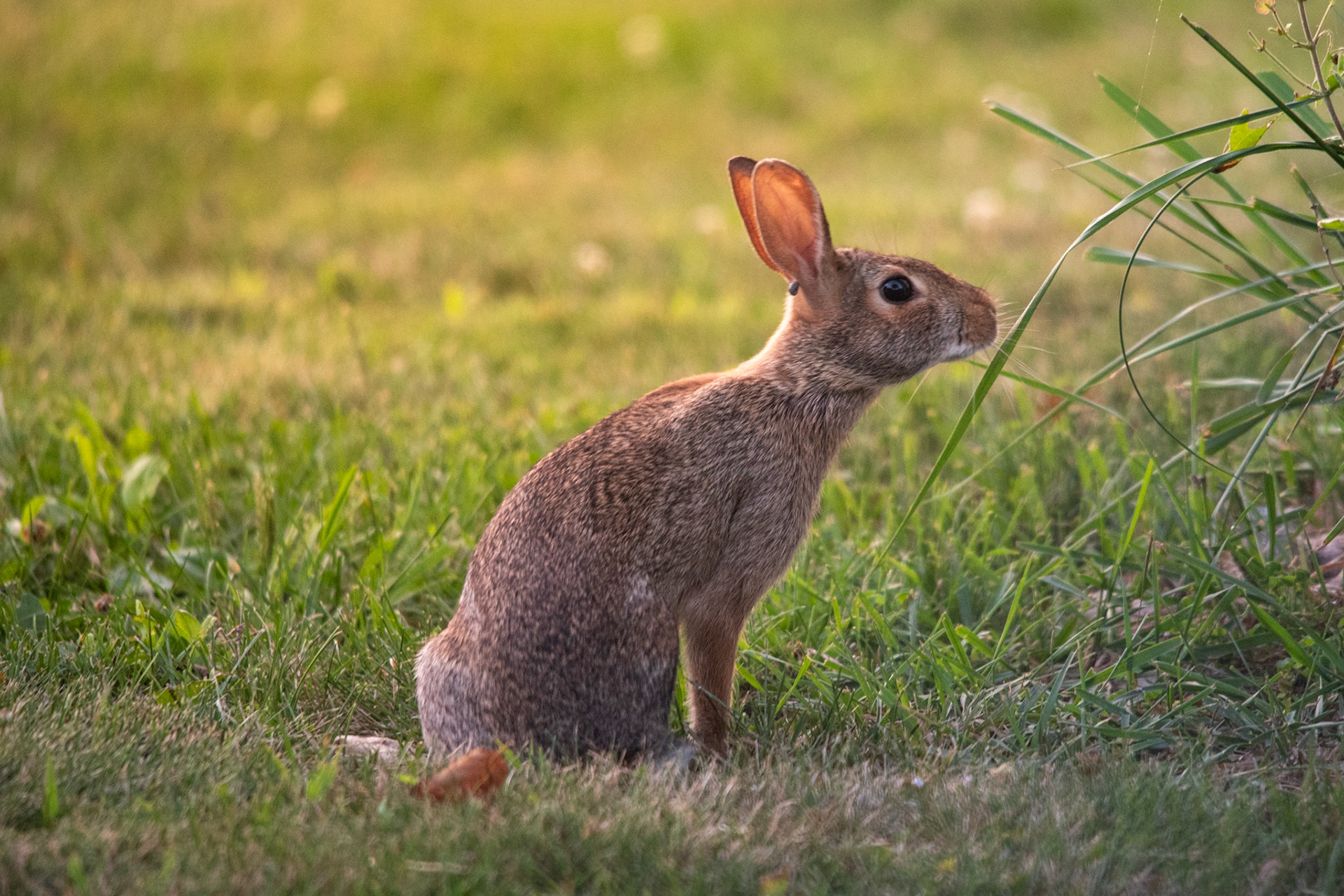 A bunny during sunset near tall grass.