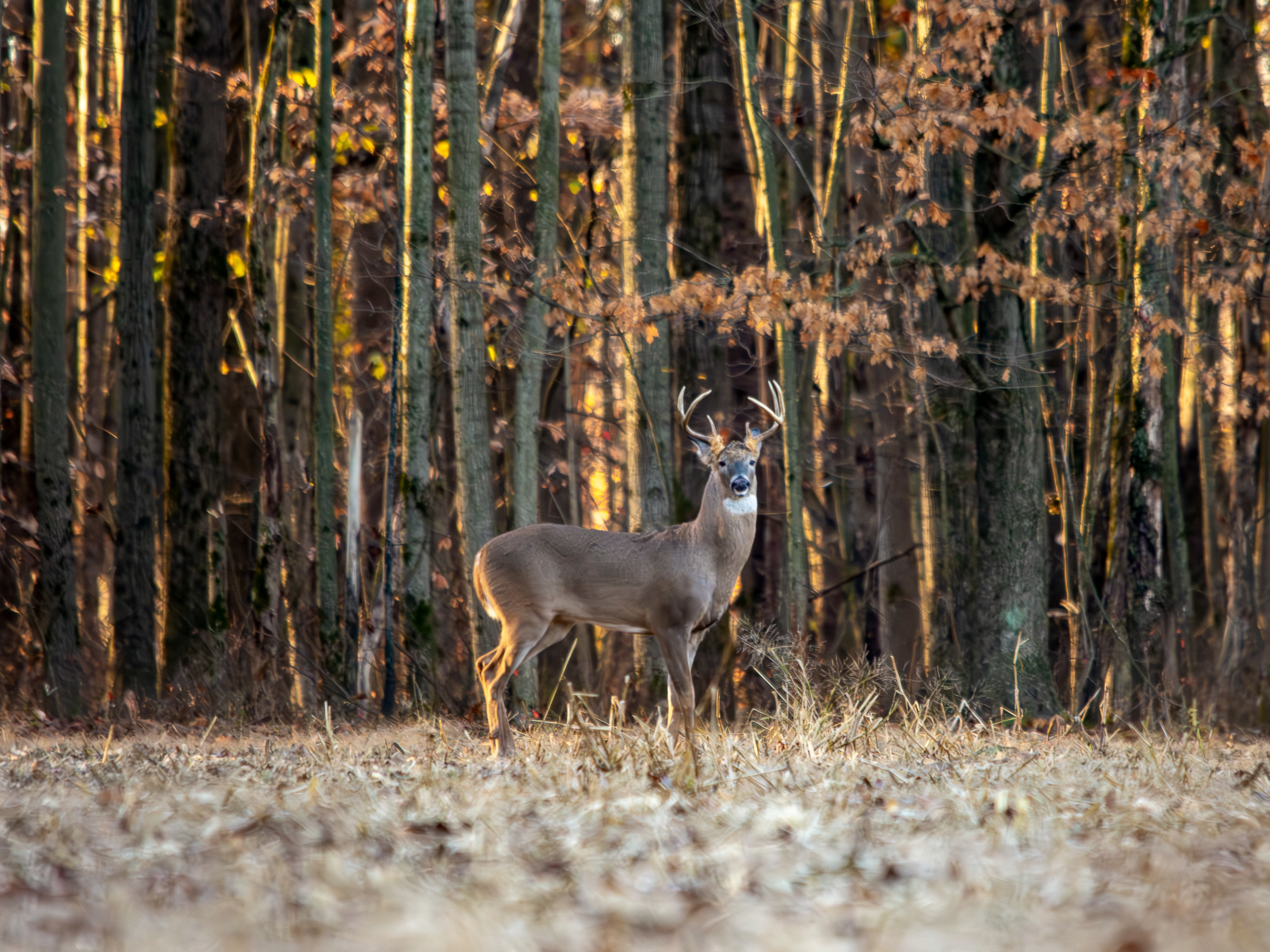 A male buck deer stands in a field
