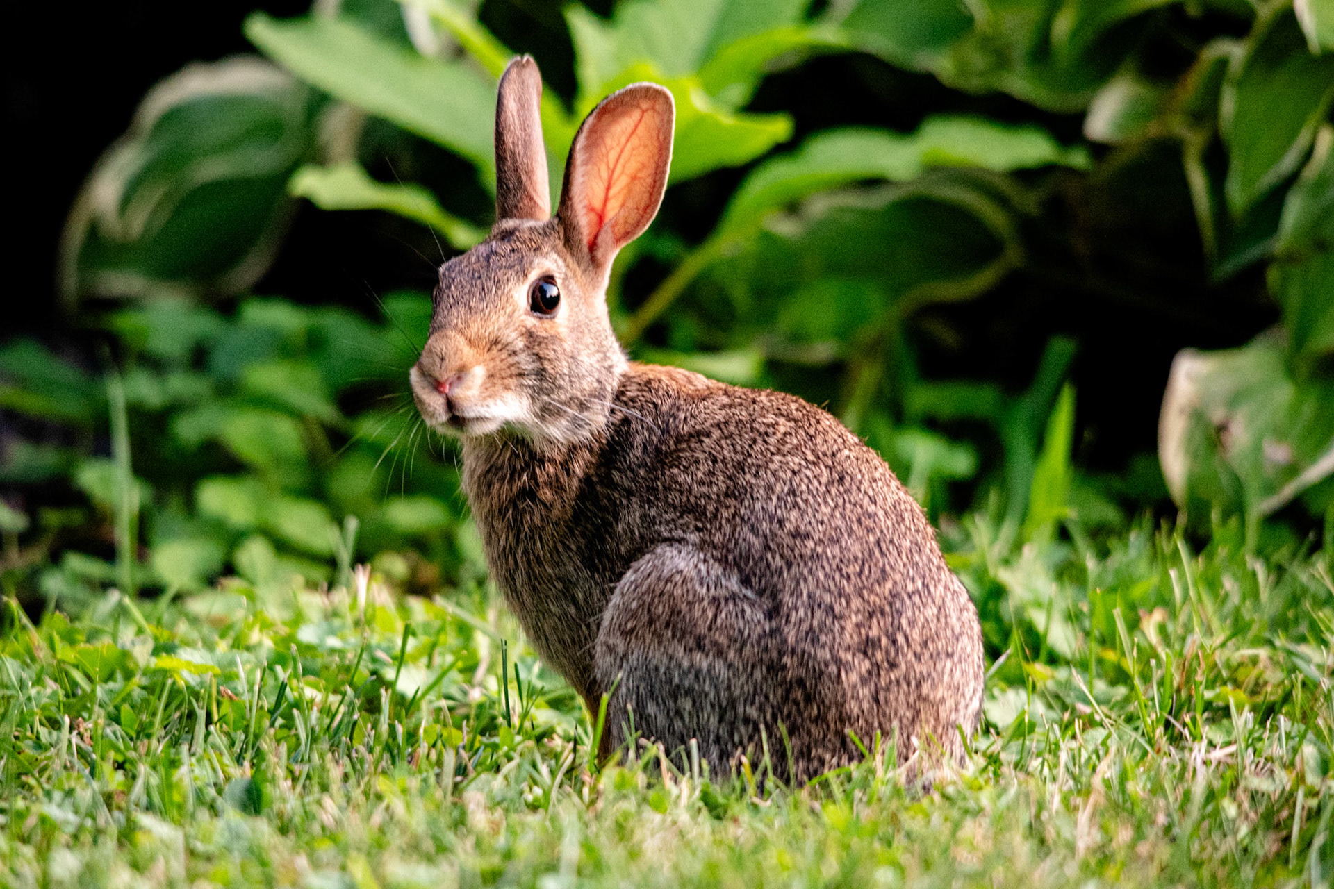 A bunny during sunset looking at the camera