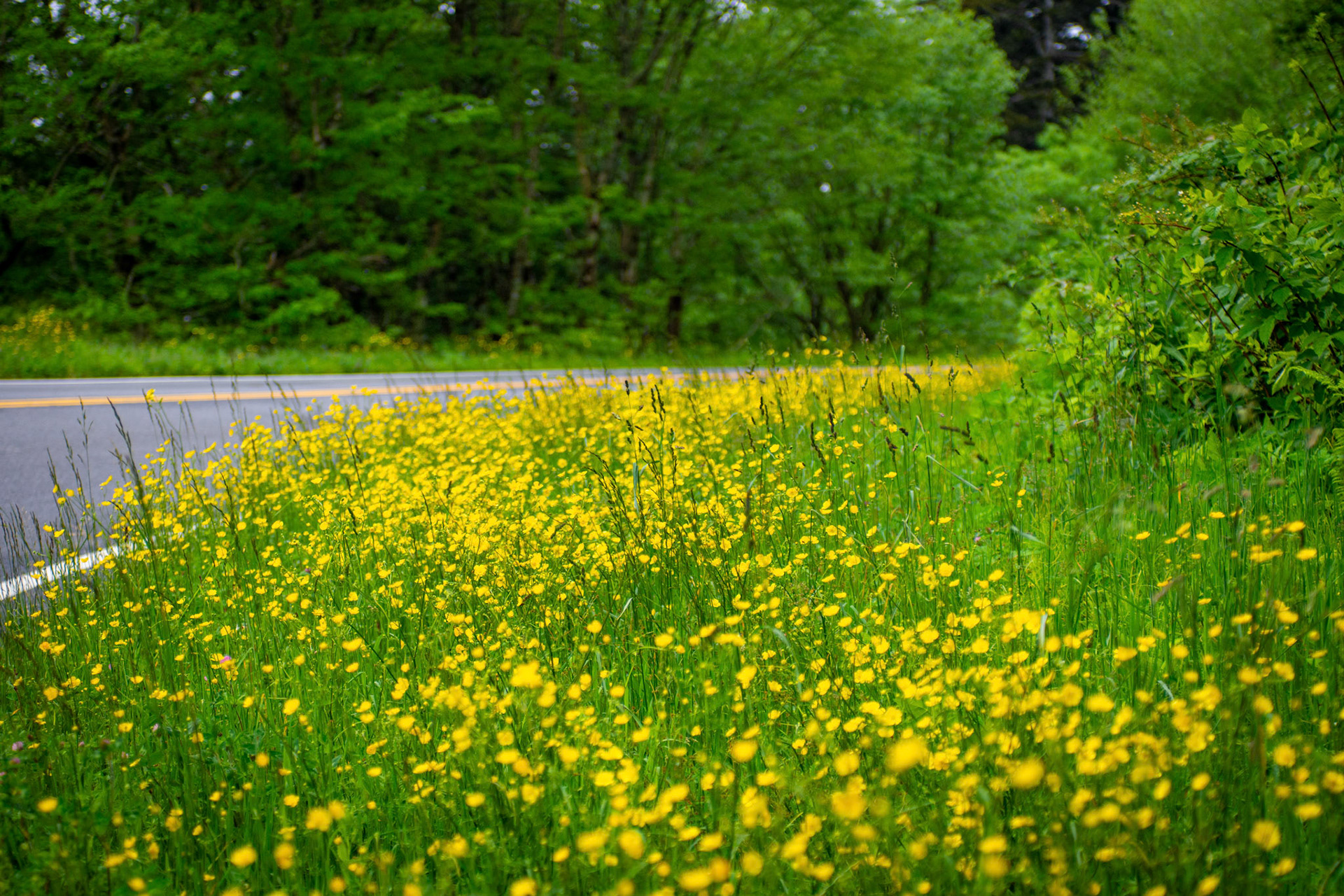 Wild Flowers grow next to a road