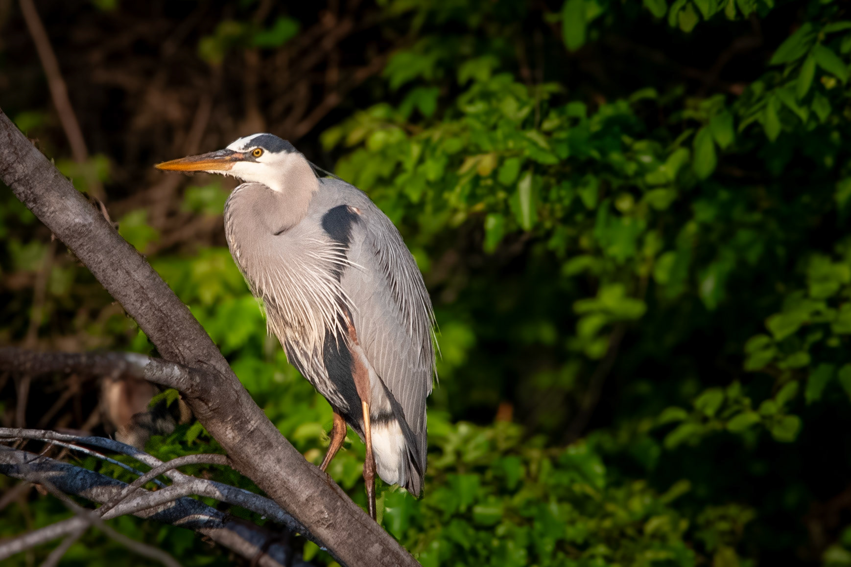 Blue heron perched on a tree branch