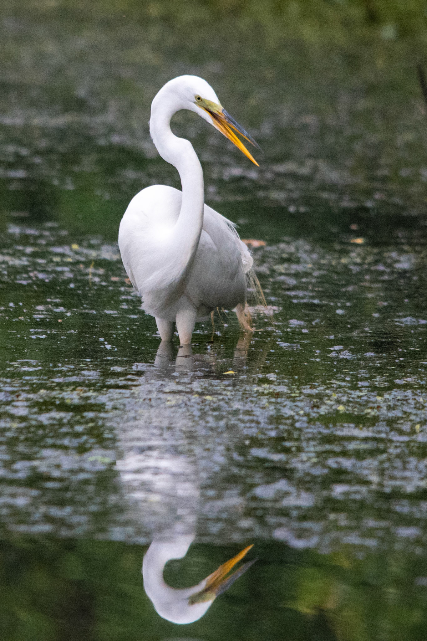 Egret and it's reflection on the water