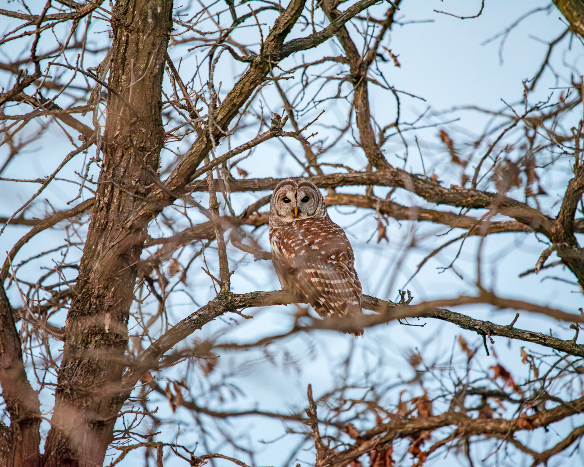 Barred owl in a tree