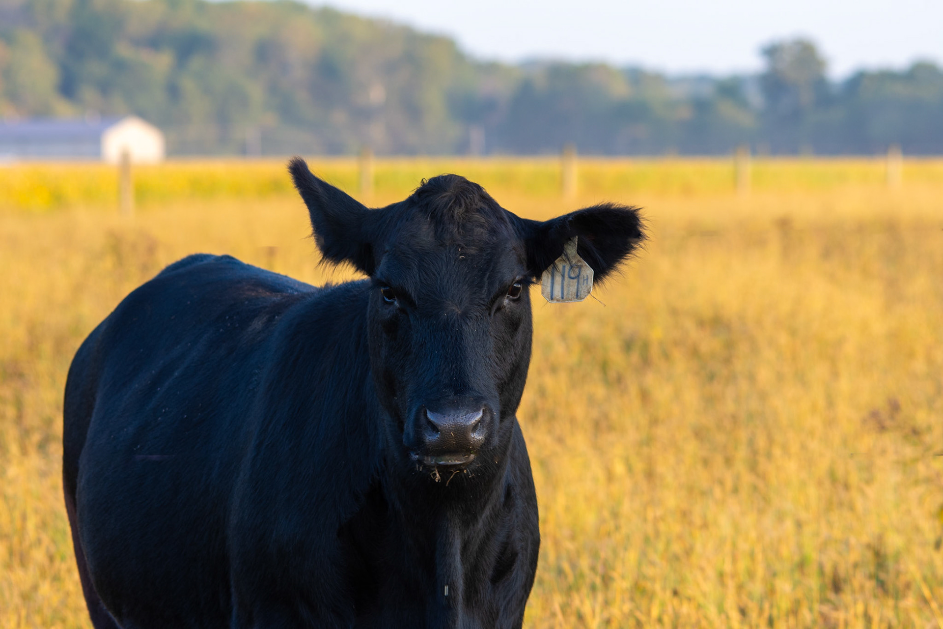 A beef cow gazes