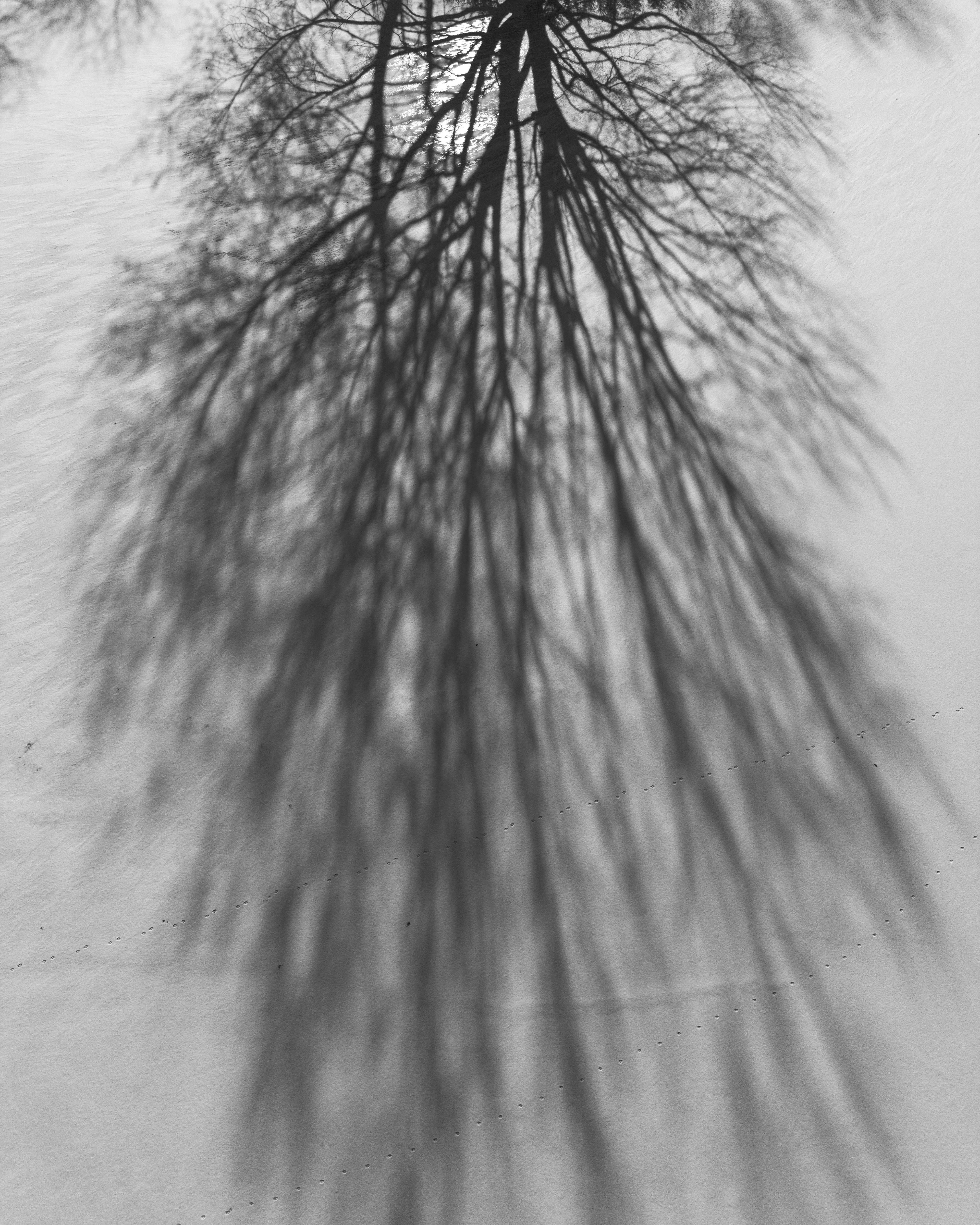Long tree shadows cast on the ground