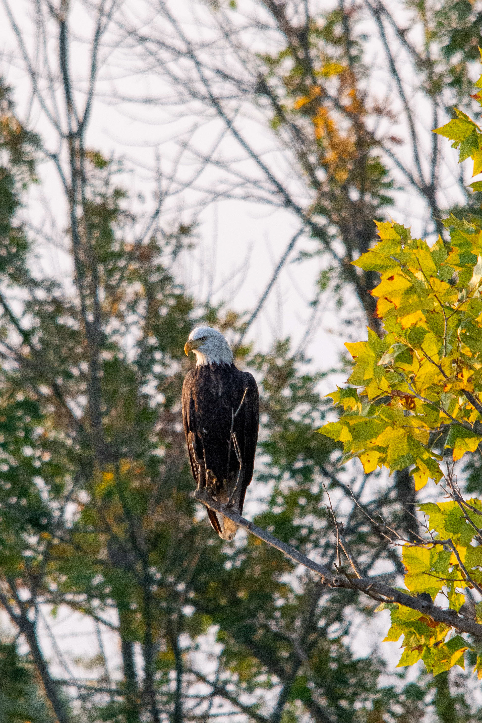 Eagle perched in a tree