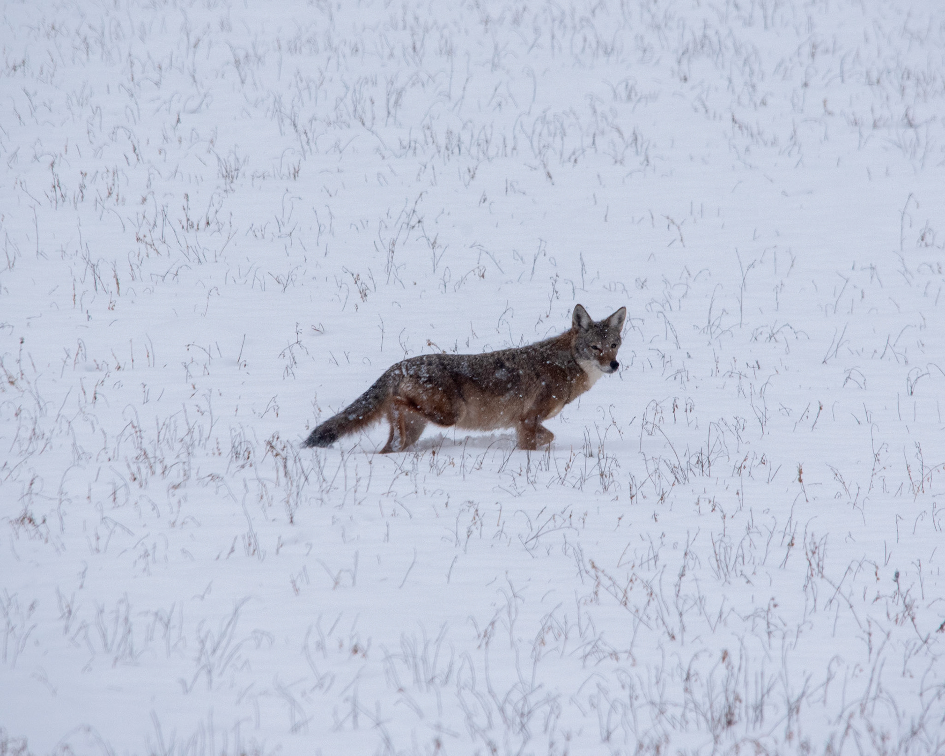 Coyote during a heavy snowfall