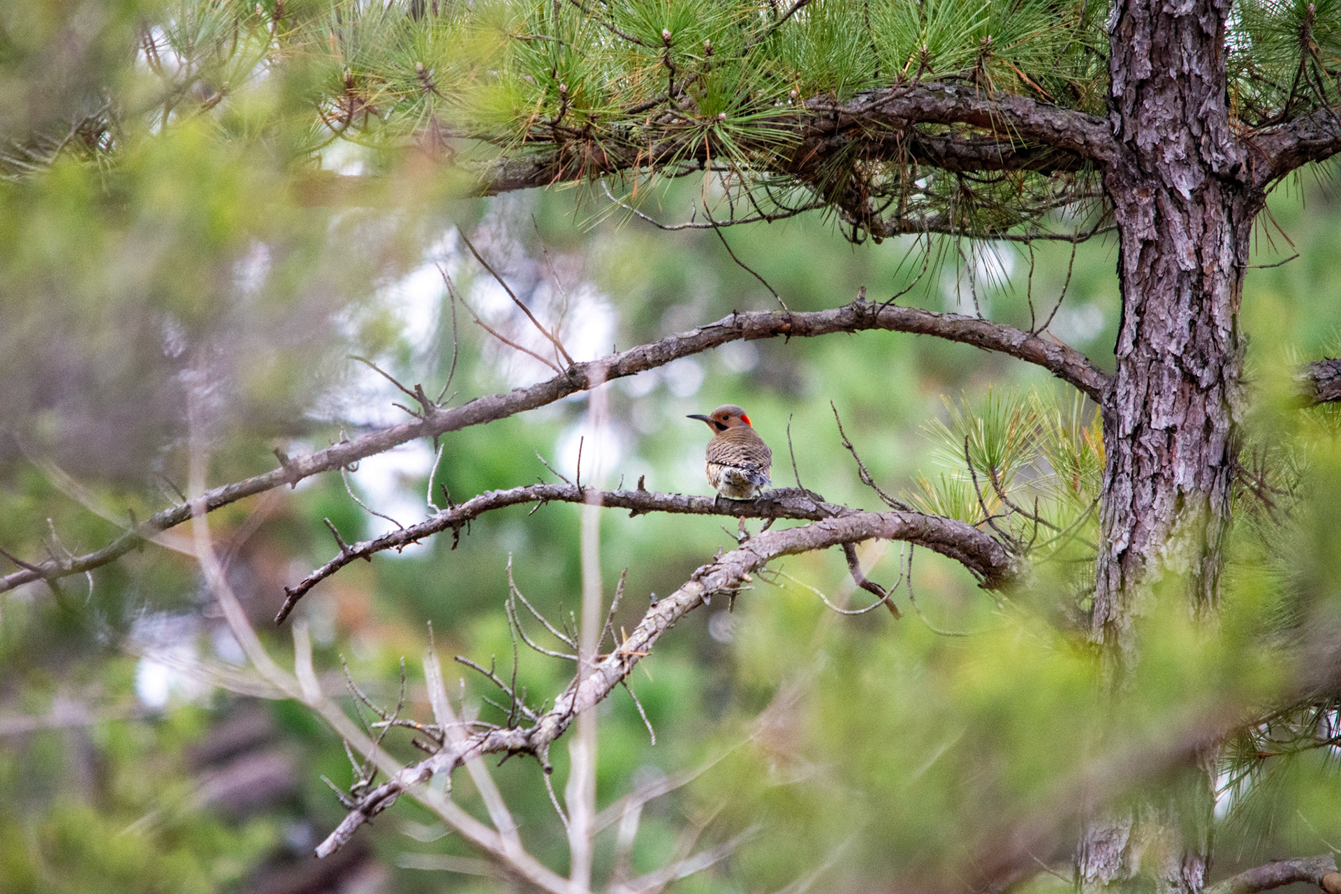 Northern Flicker blending into a tree
