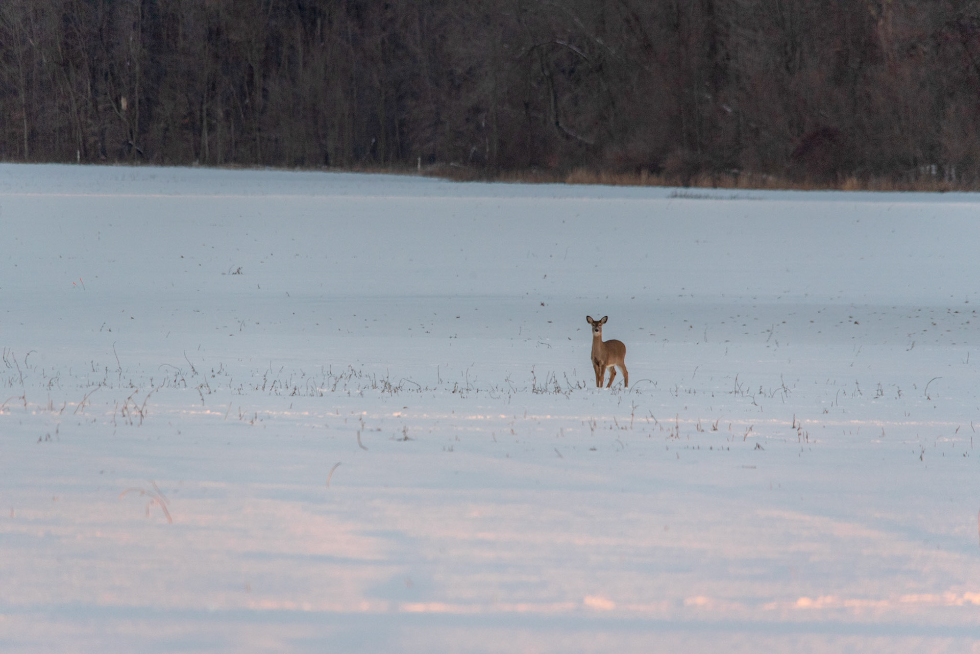 Young deer standing in a snowcovered field.