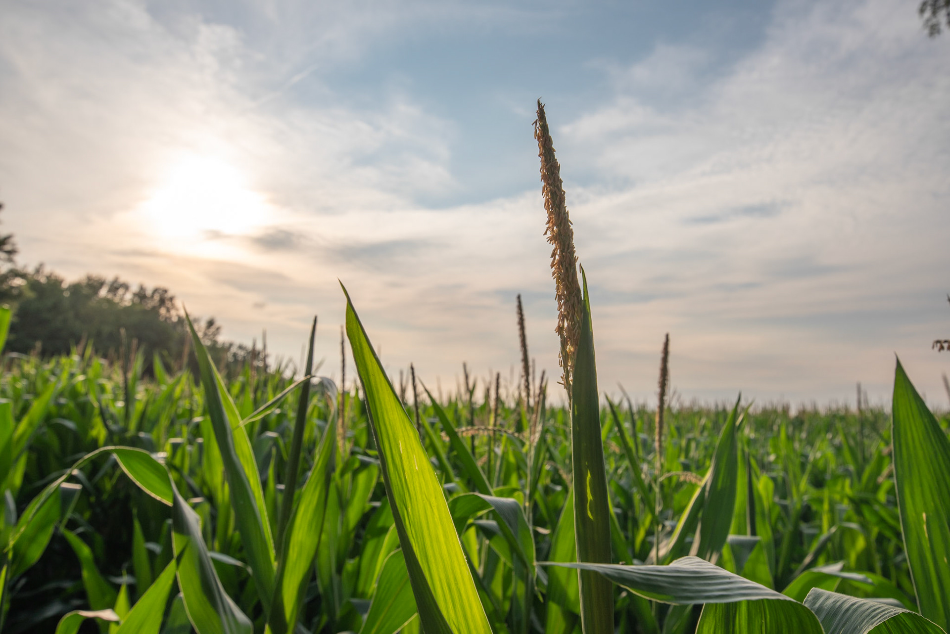 Backlit corn field in the midwest